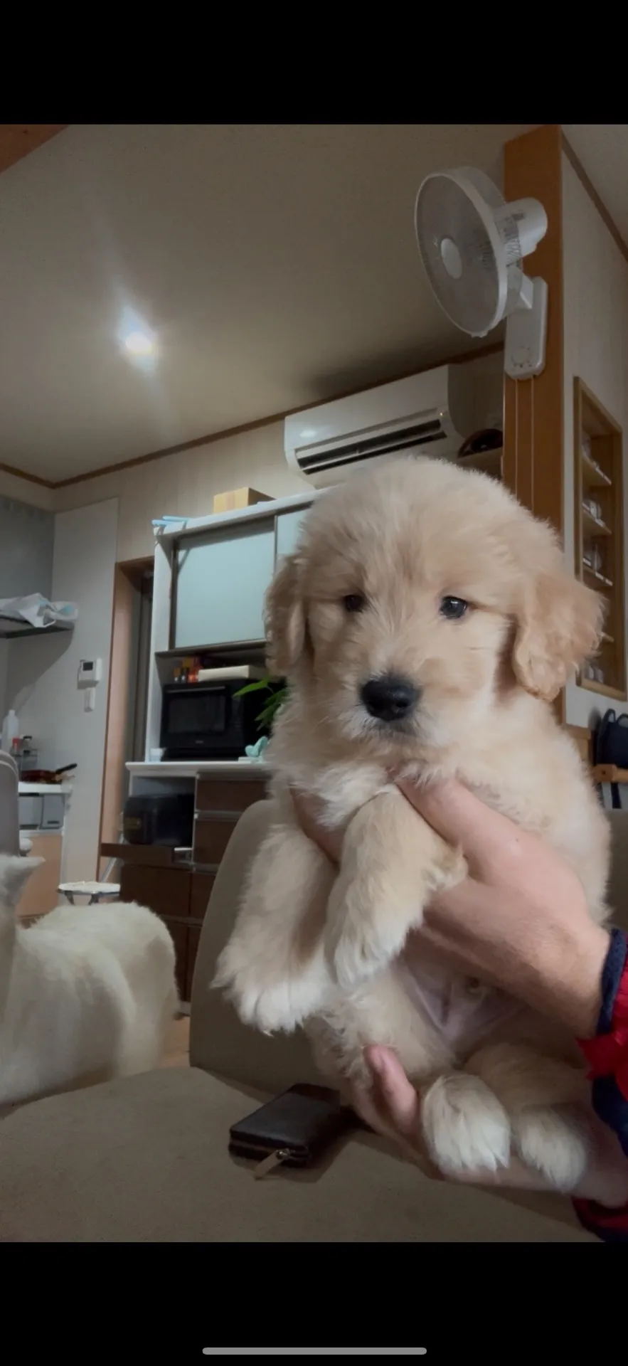 ゴールデンドゥードゥル　男の子　25.8万円