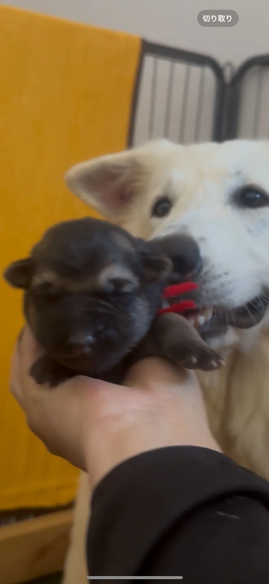 超希少！ジャーマンホワイトシェパード　19.8万円