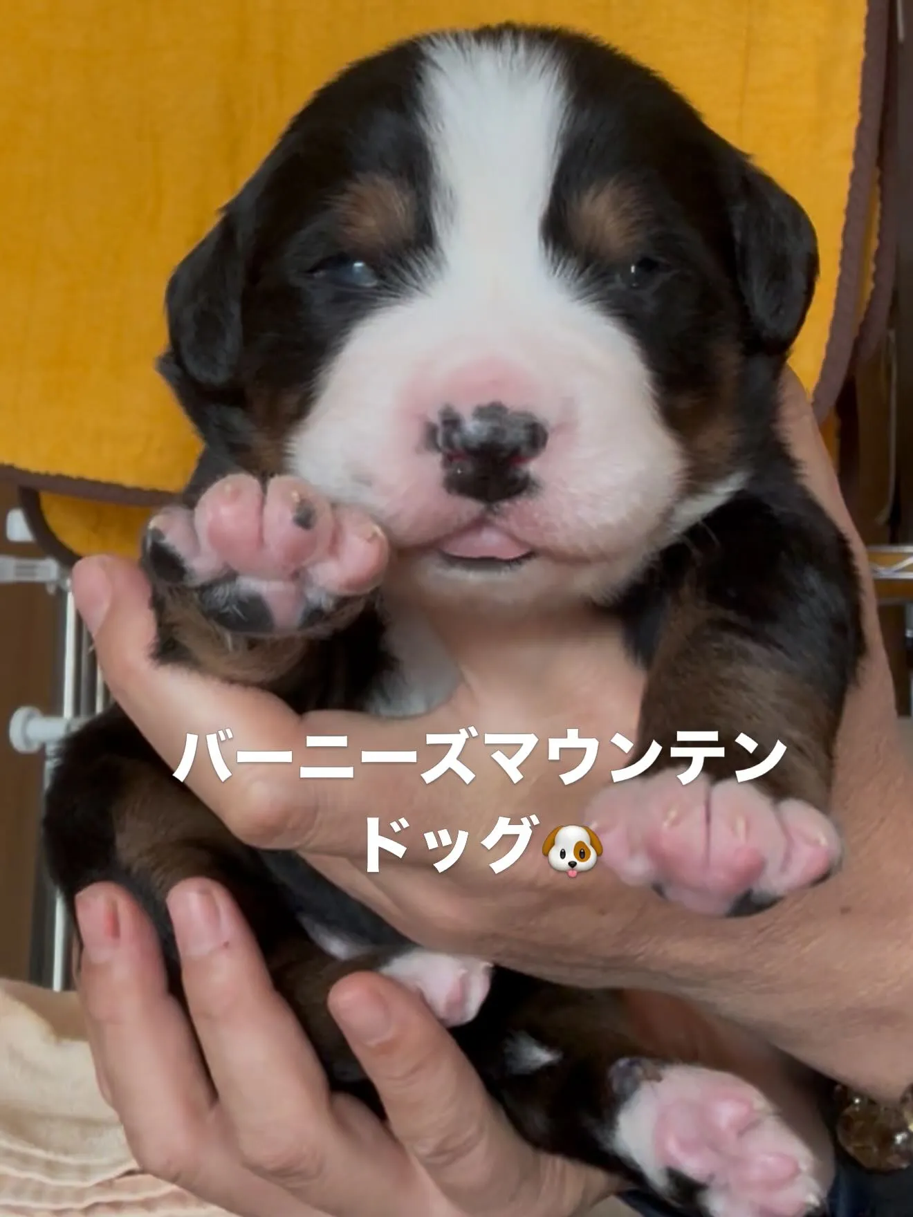 バーニーズマウンテンドッグ🐶