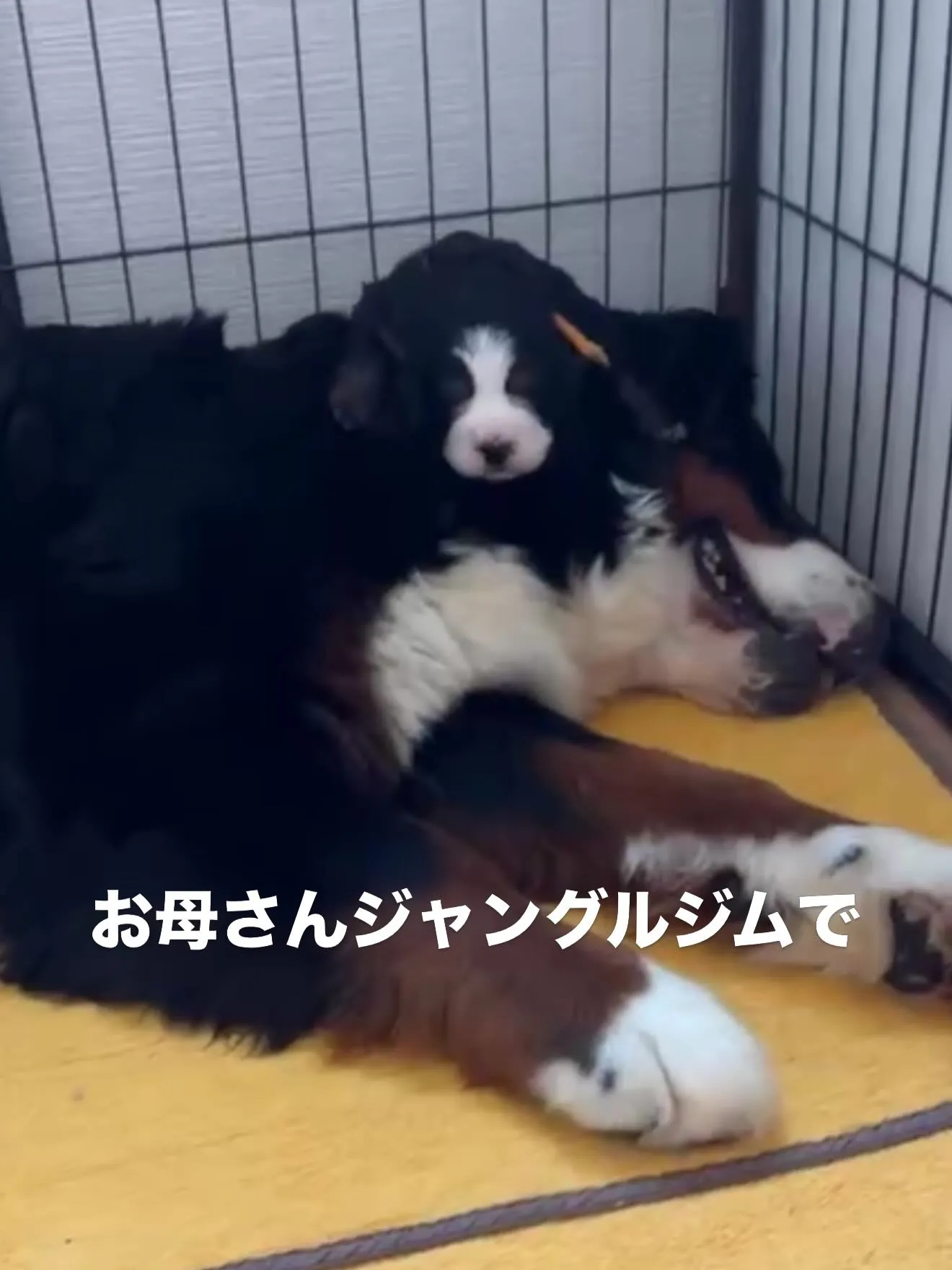 バーニーズマウンテンドッグ🐶