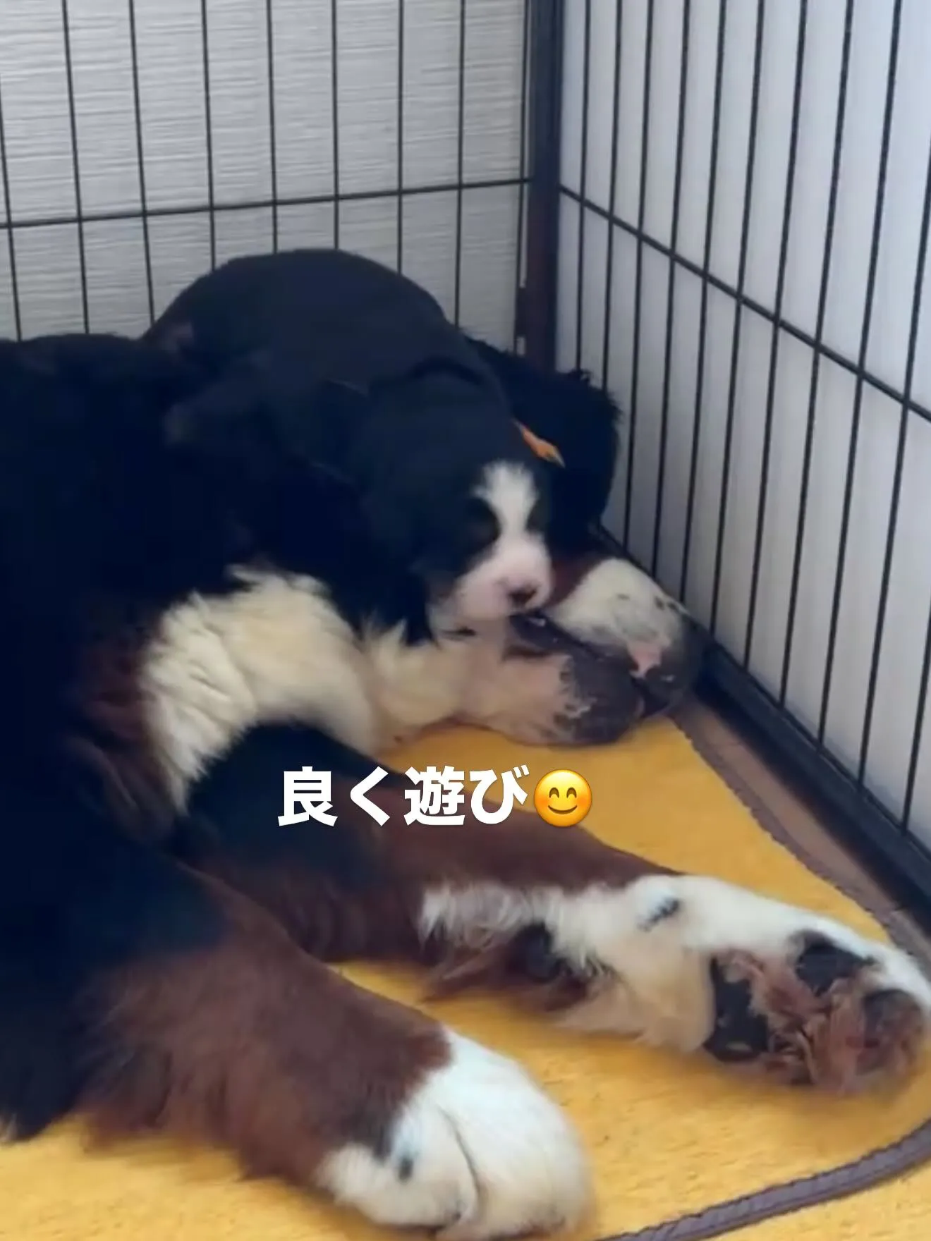 バーニーズマウンテンドッグ🐶