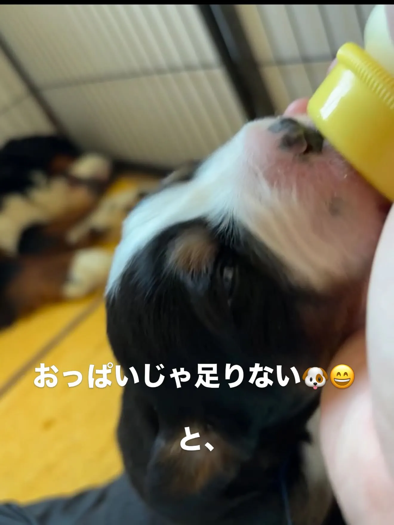 バーニーズマウンテンドッグ🐶