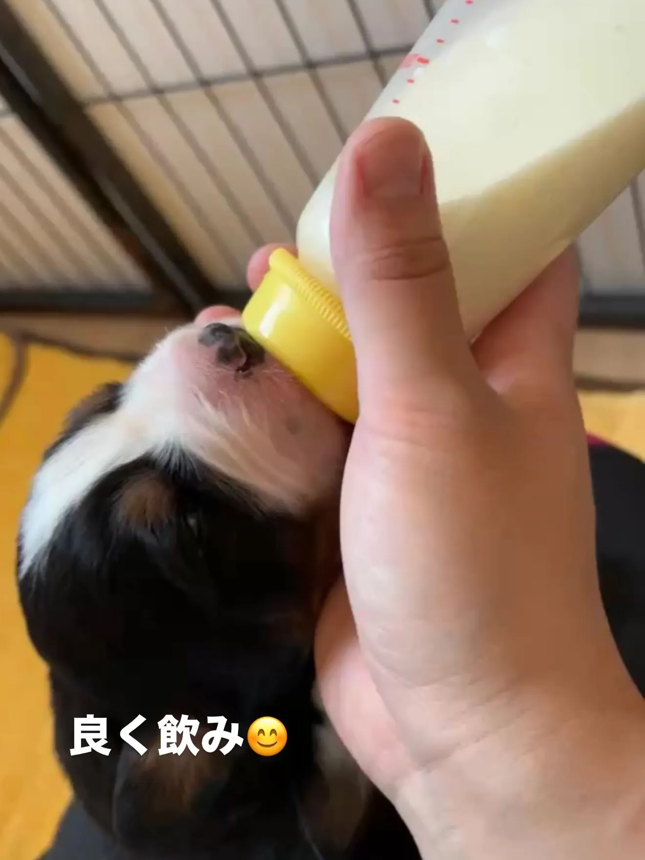 バーニーズマウンテンドッグ🐶