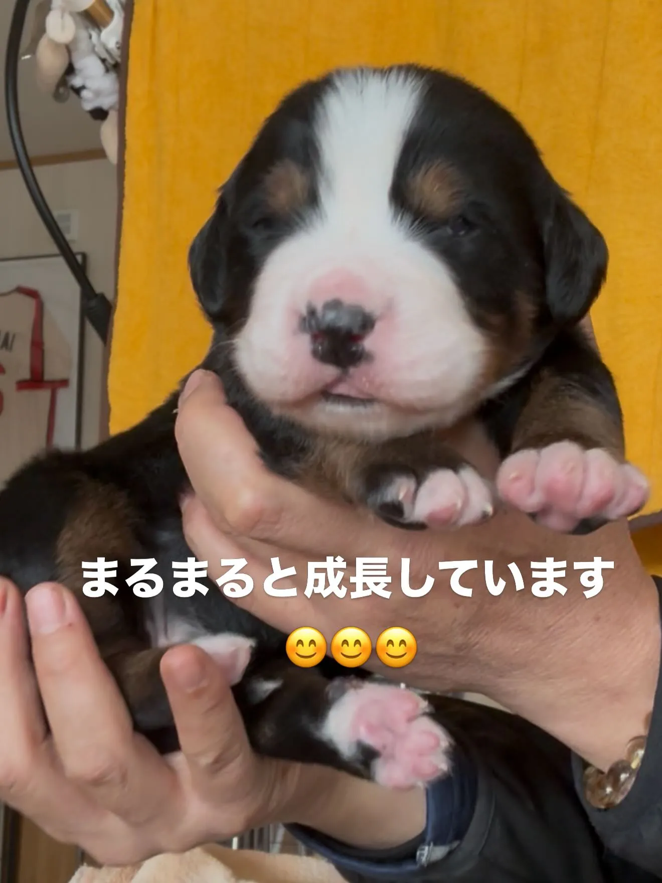 バーニーズマウンテンドッグ🐶
