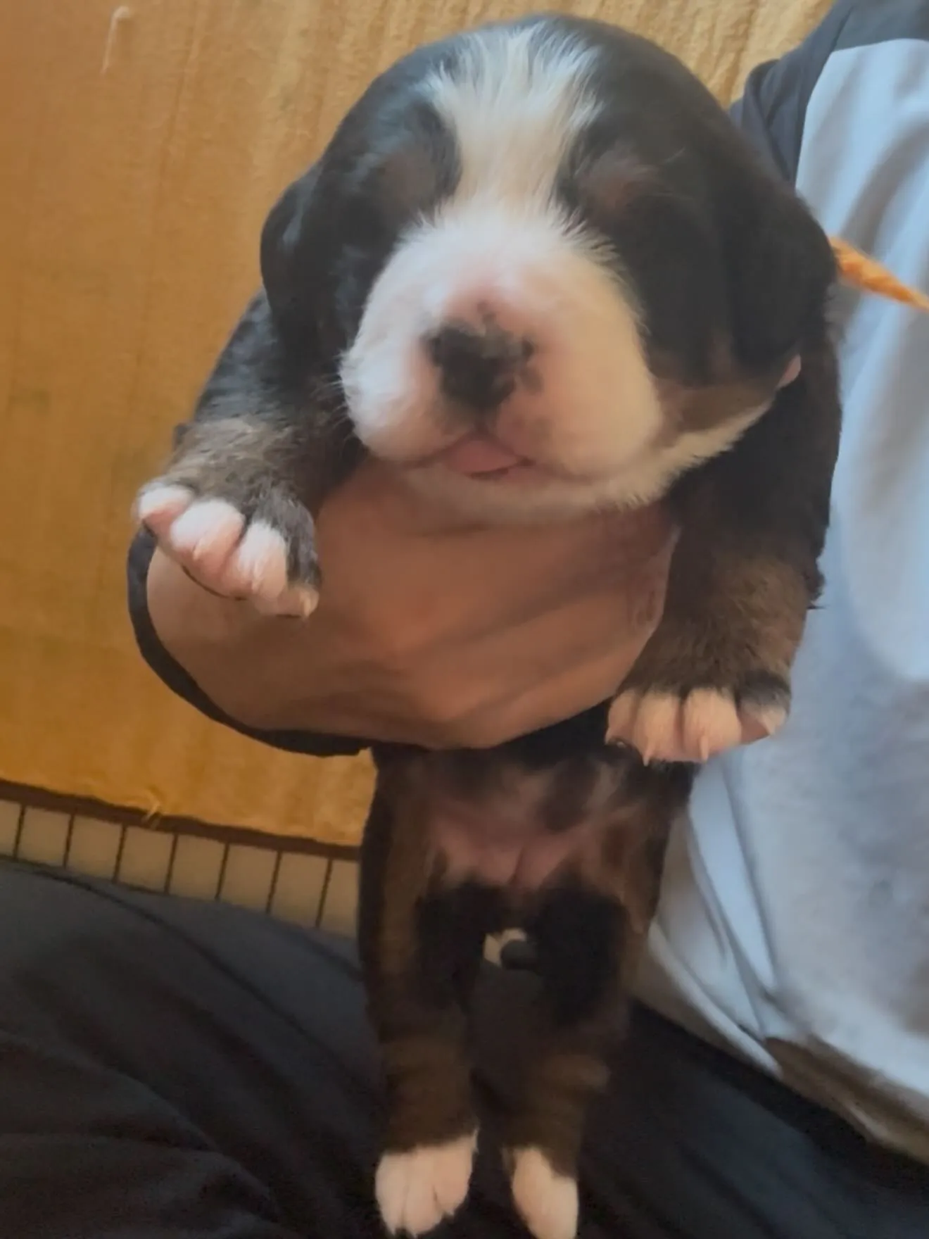 バーニーズマウンテンドッグ🐶