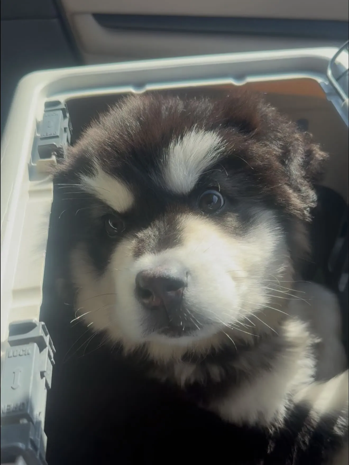 新しい仲間がやって来ました🐶😊