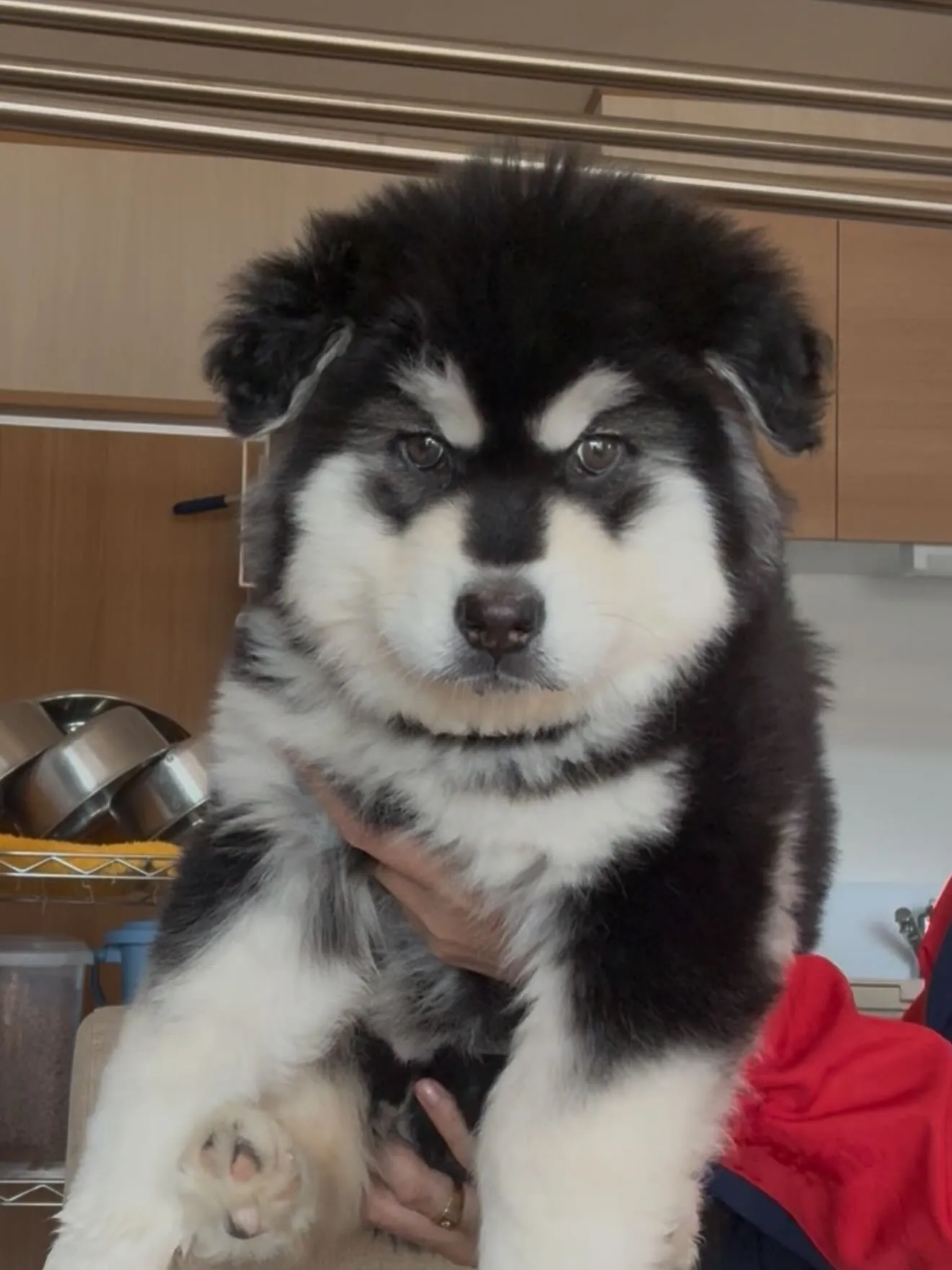 新しい仲間がやって来ました🐶😊