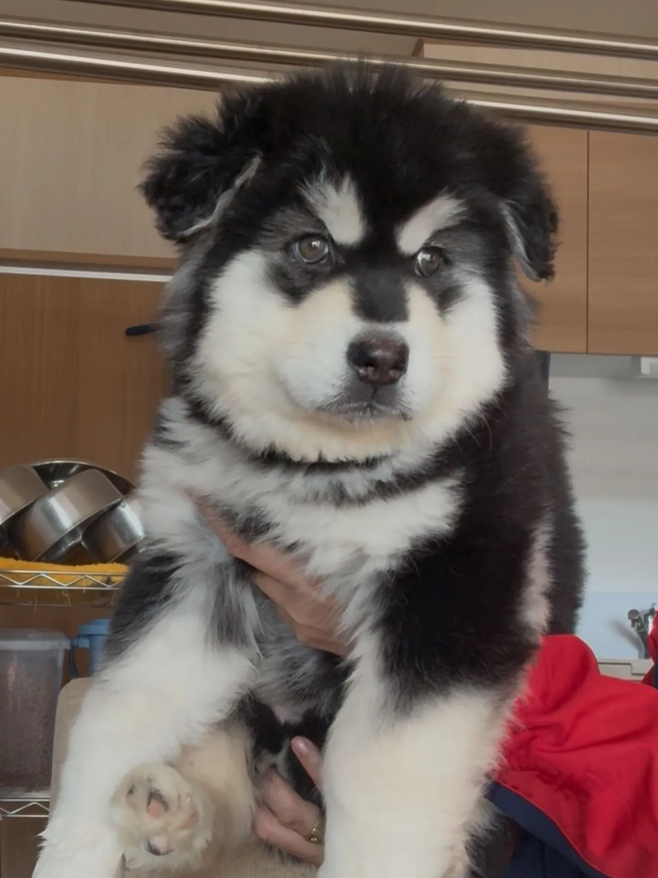 新しい仲間がやって来ました🐶😊