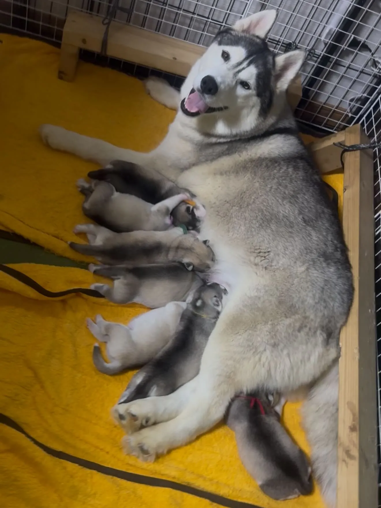 皆んな🐶スクスクと成長しております😊