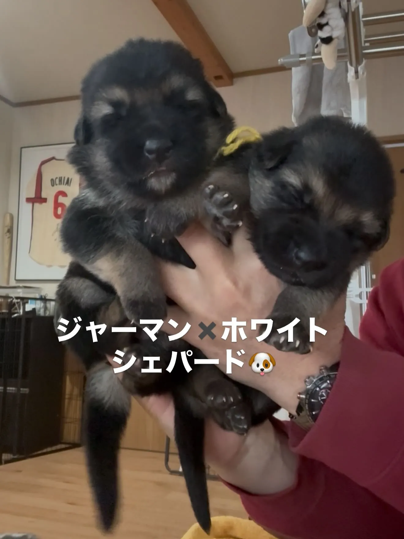 皆んな🐶スクスクと成長しております😊