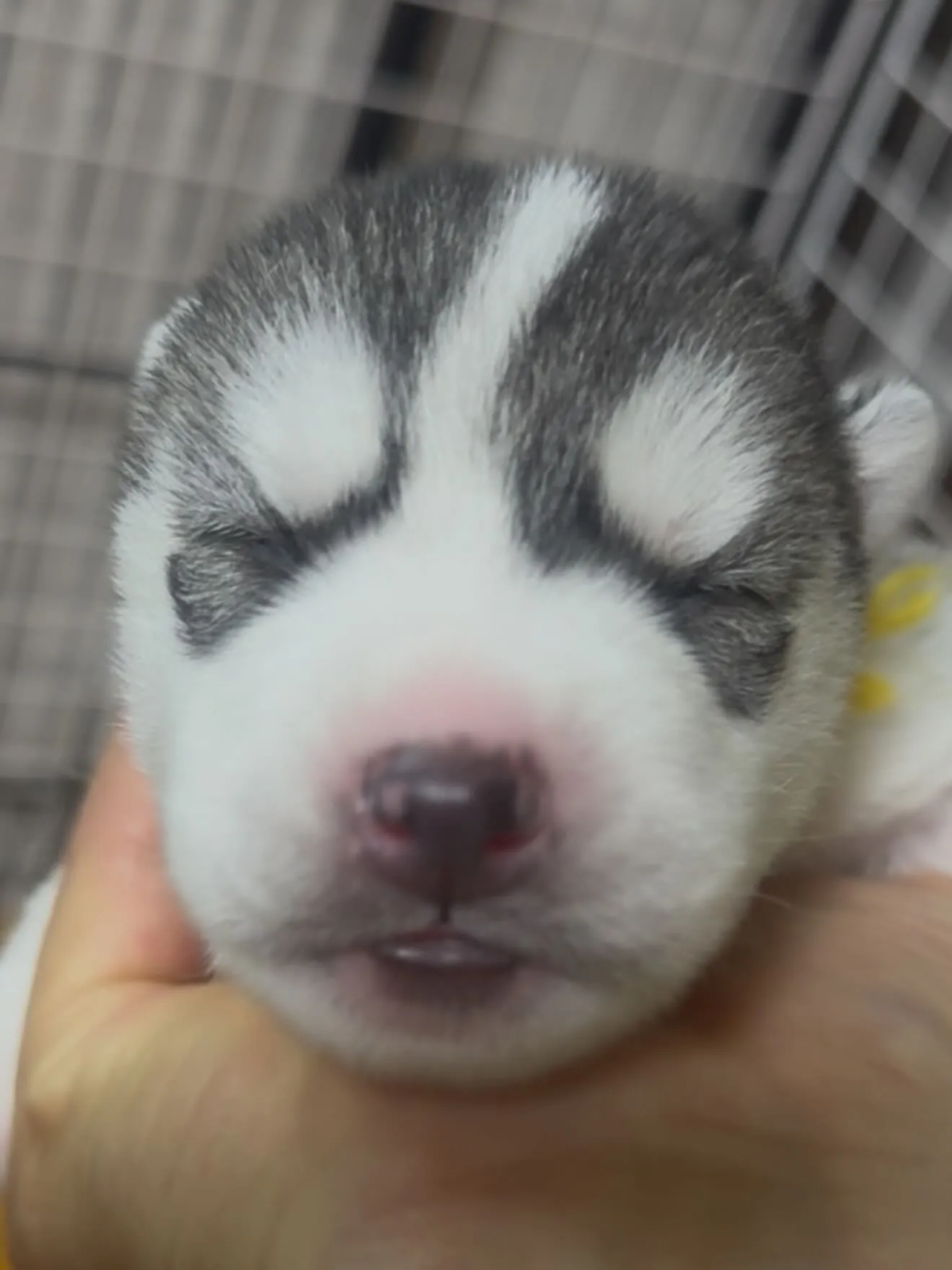 皆んな🐶スクスクと成長しております😊
