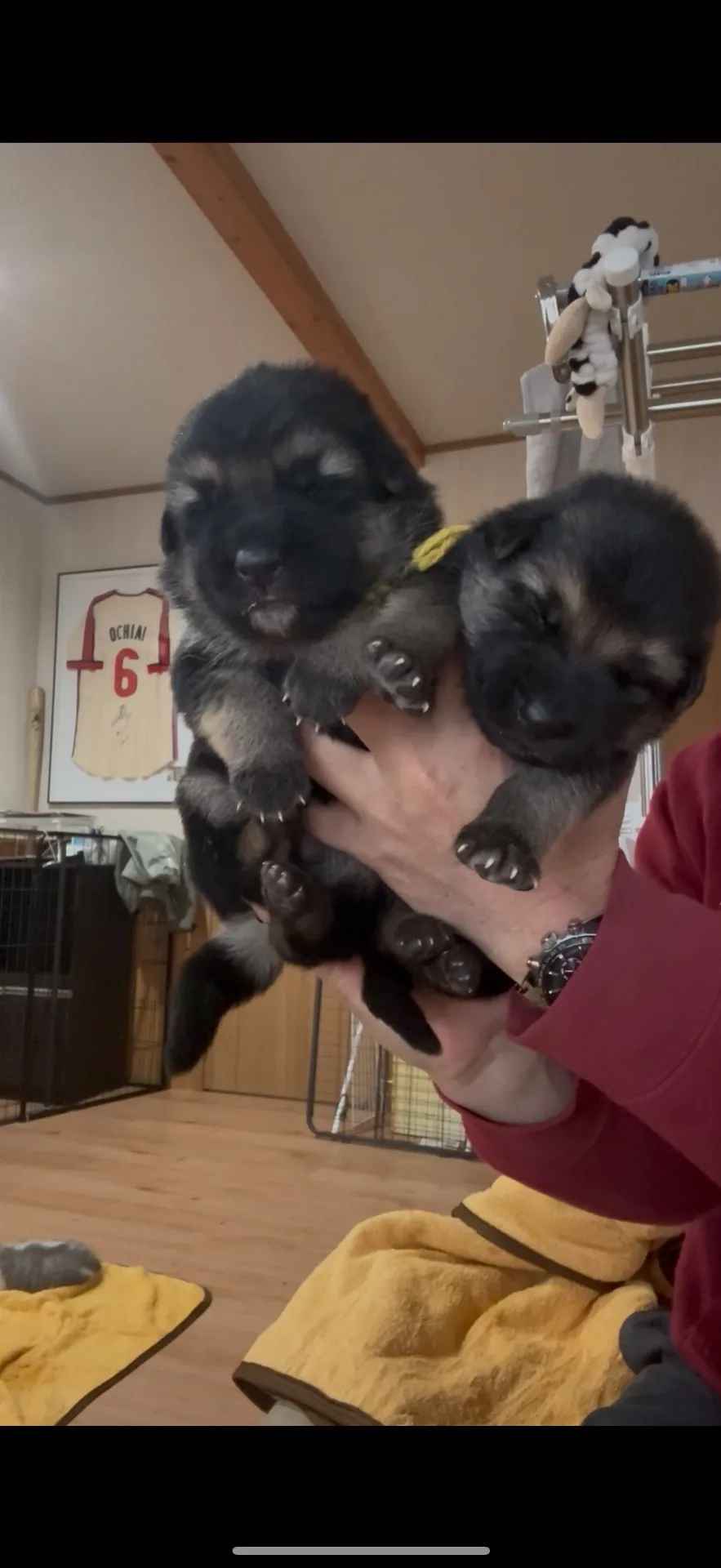 希少！ジャーマンホワイトシェパード　19.8万円