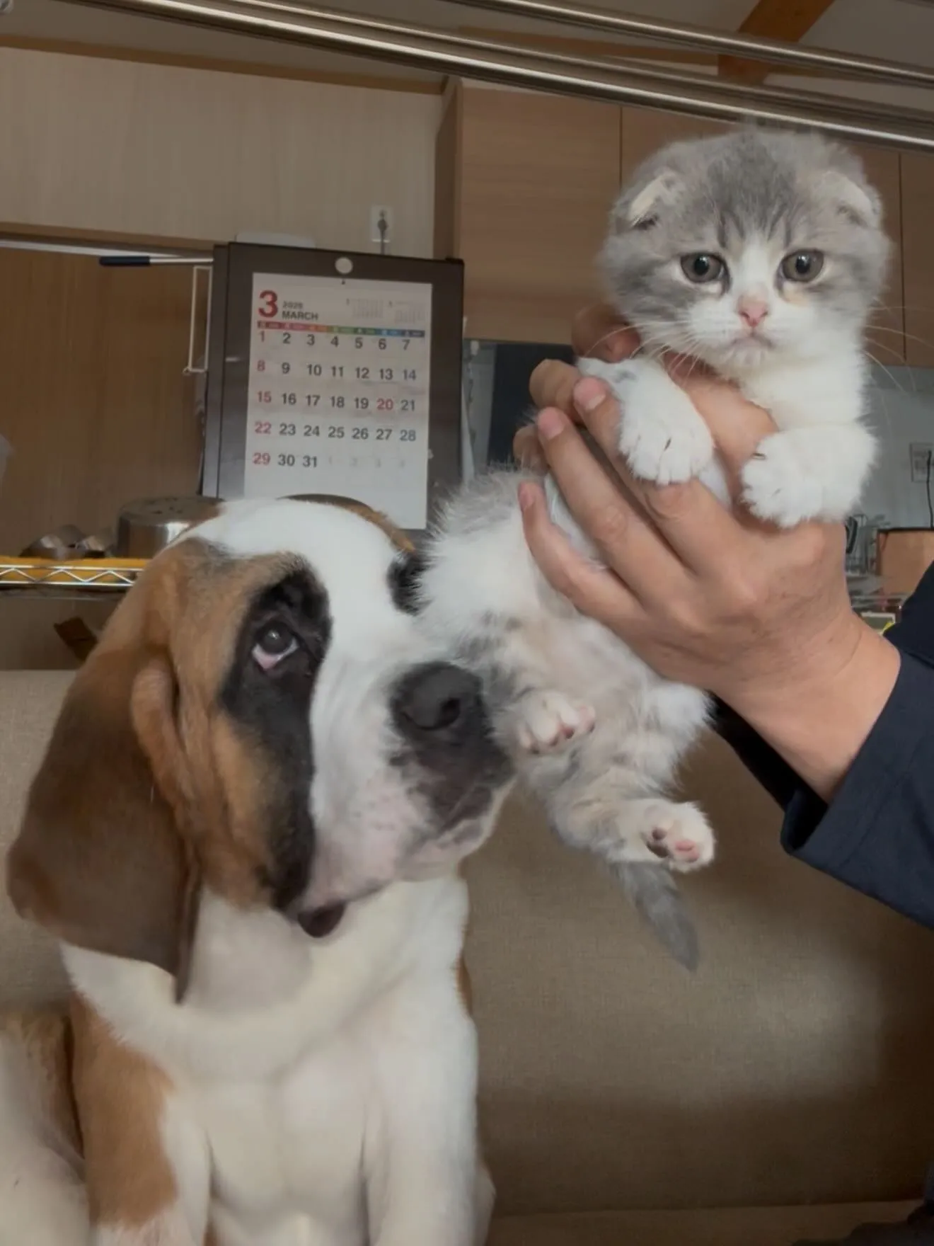 猫さん達🐱の撮影会に…、