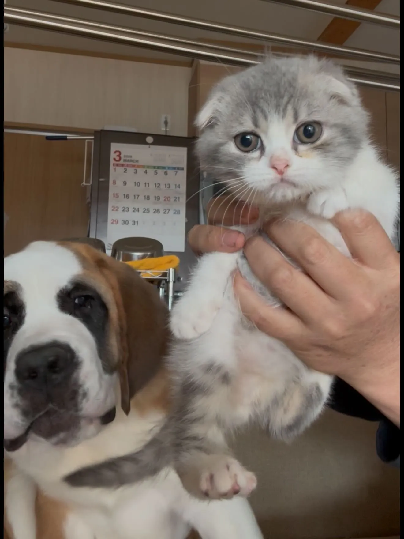 猫さん達🐱の撮影会に…、