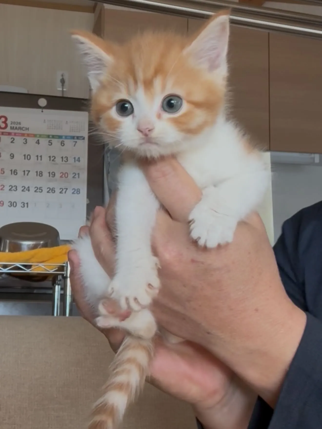 猫さん達🐱の撮影会に…、