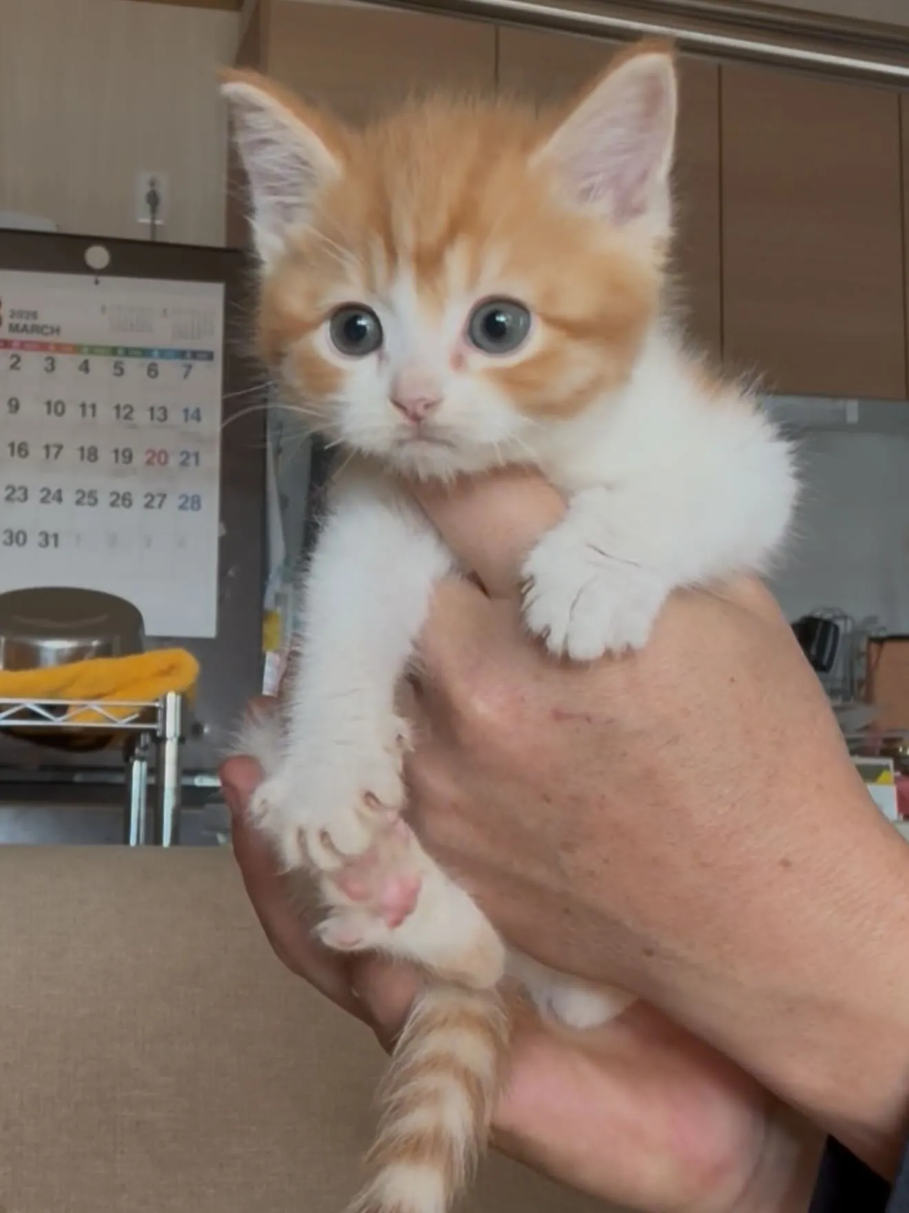 猫さん達🐱の撮影会に…、