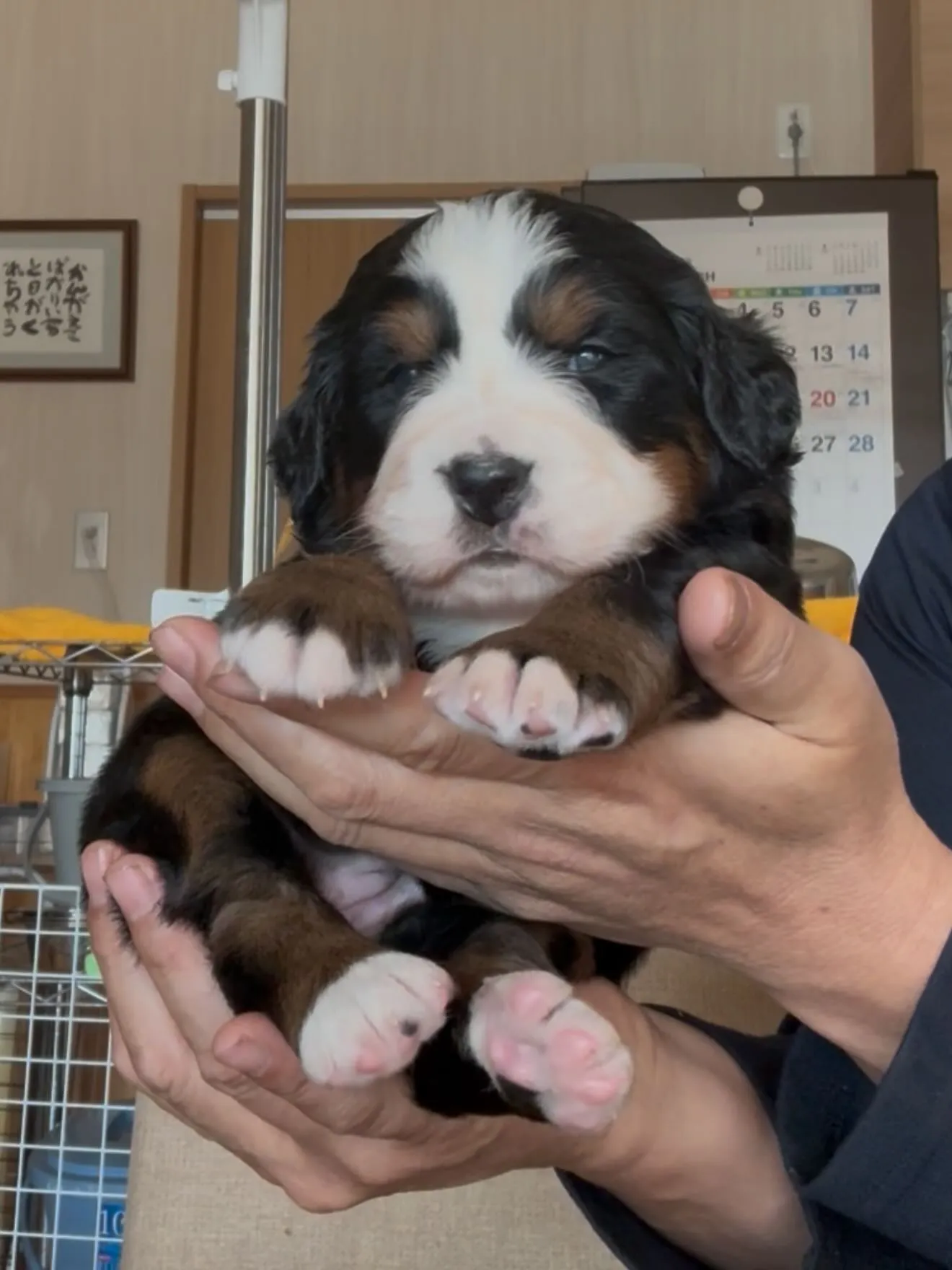 猫さん達🐱の撮影会に…、