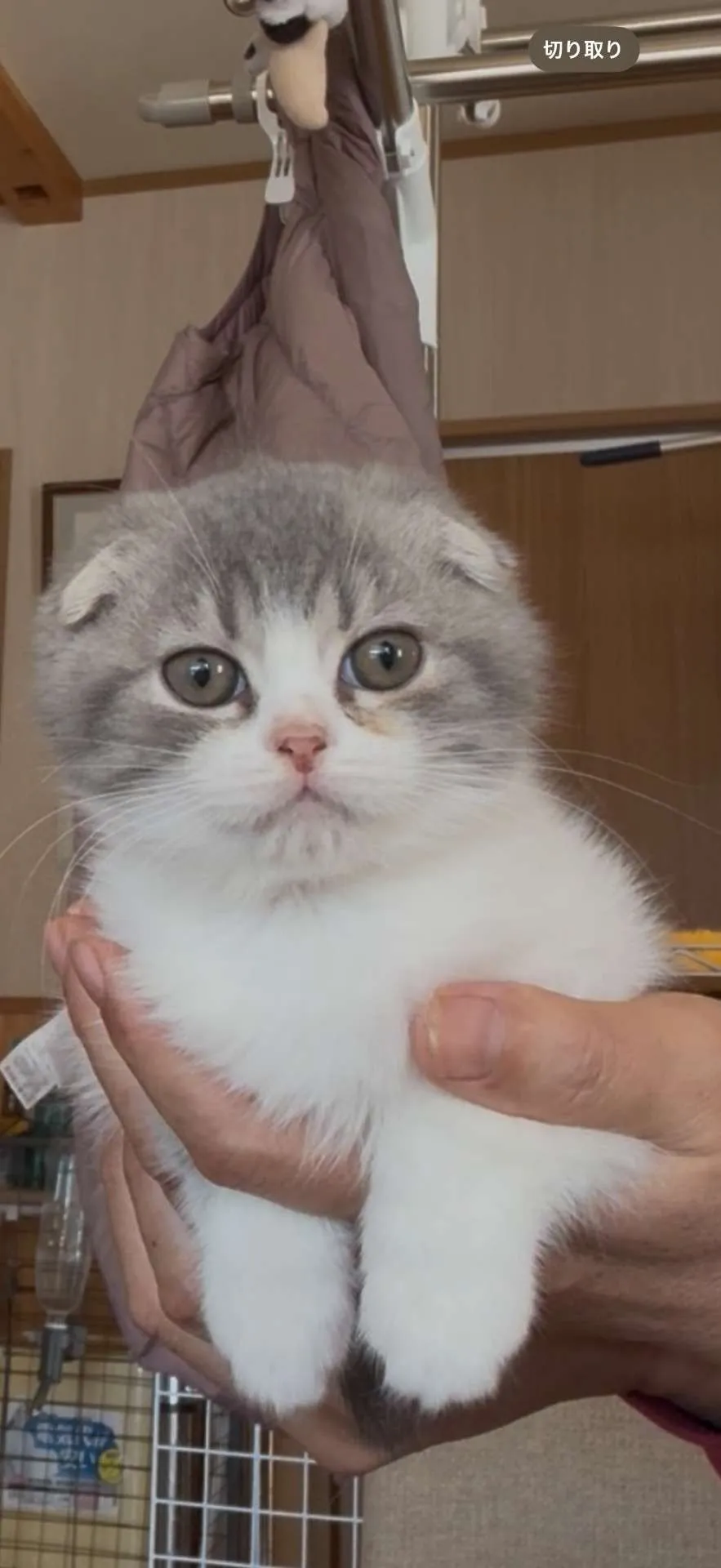 スコティッシュフォールド（垂れ耳）男の子　22.8万円