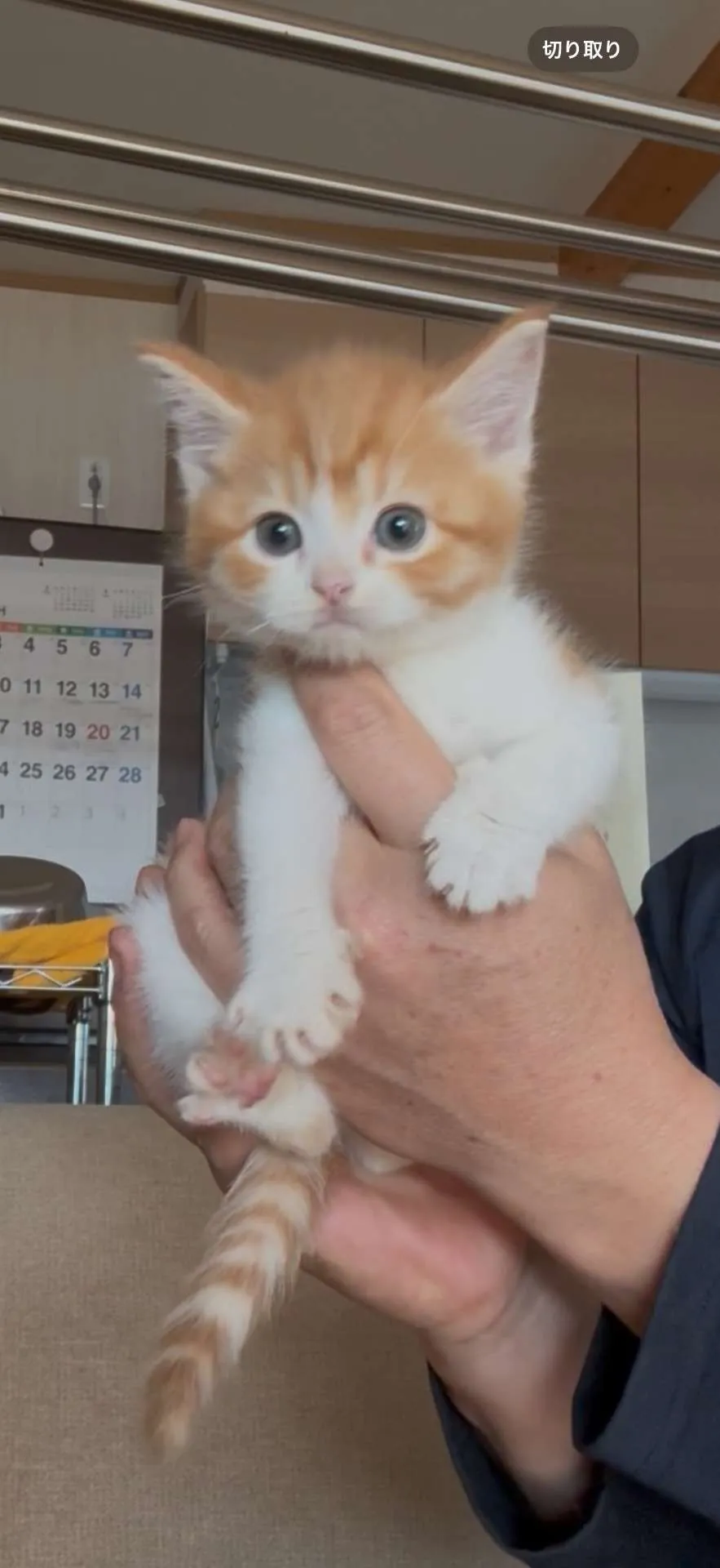 ミヌエット　女の子　22.8万円