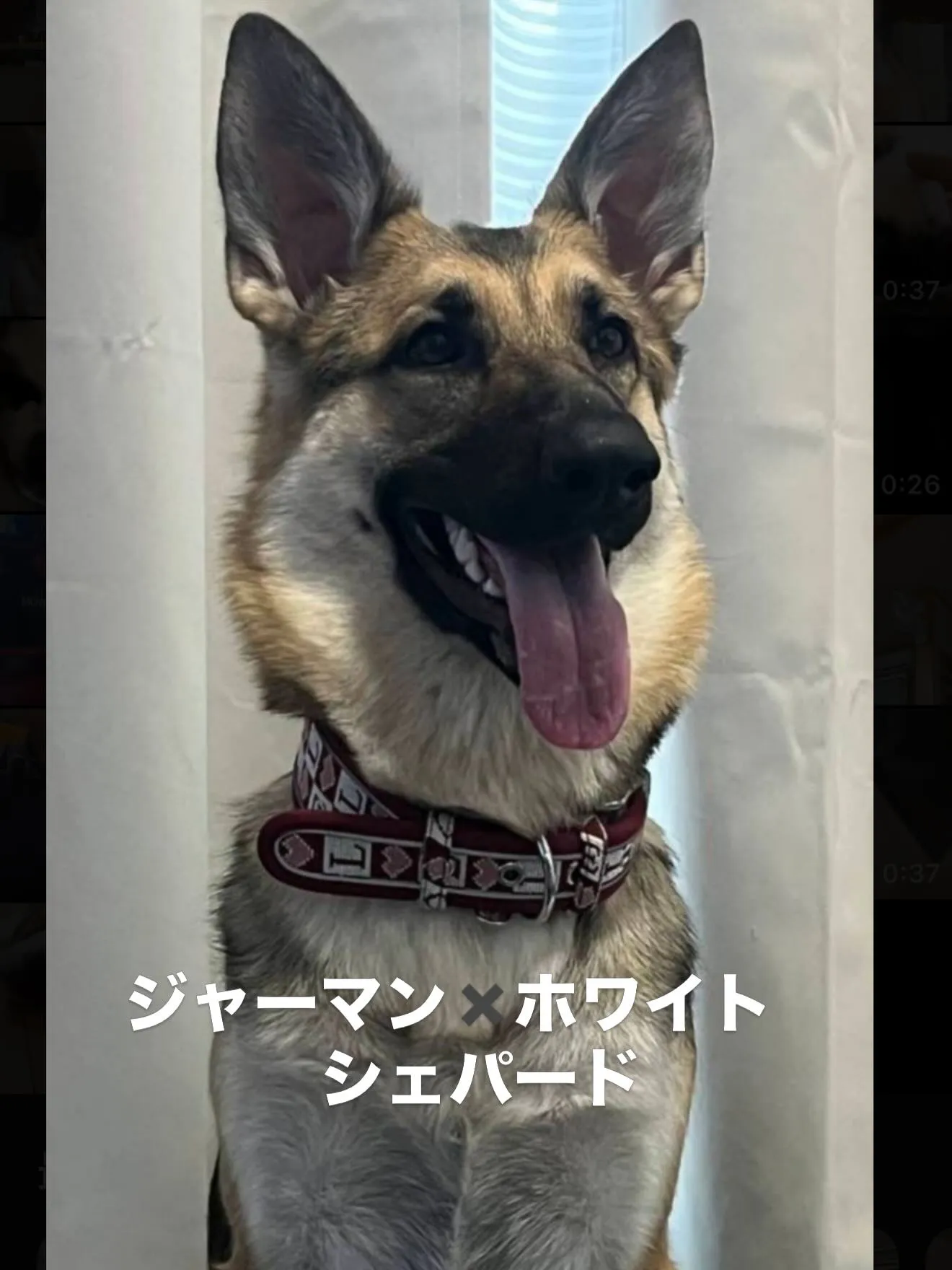 素晴らしい成長を見せております🐶😌
