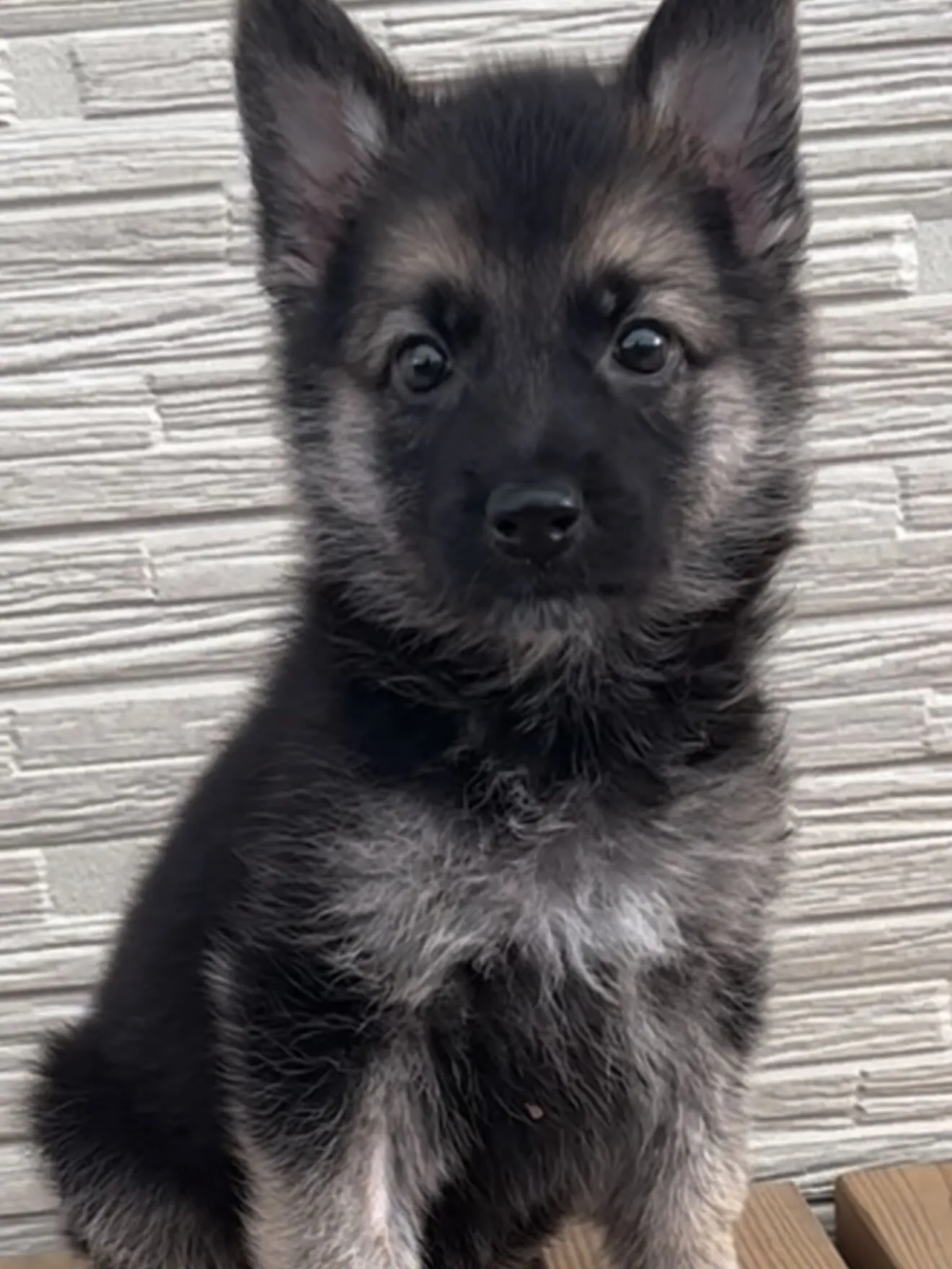 素晴らしい成長を見せております🐶😌