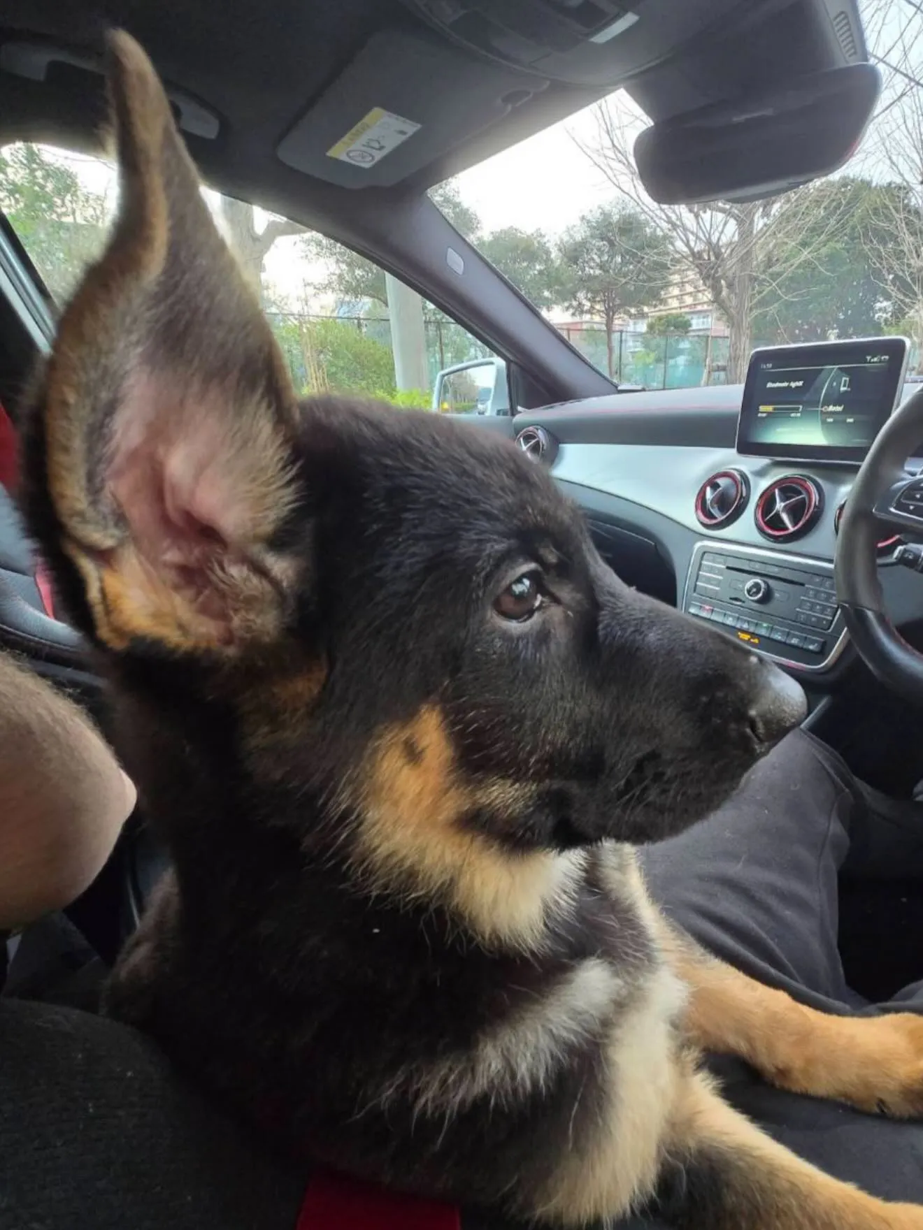 素晴らしい成長を見せております🐶😌