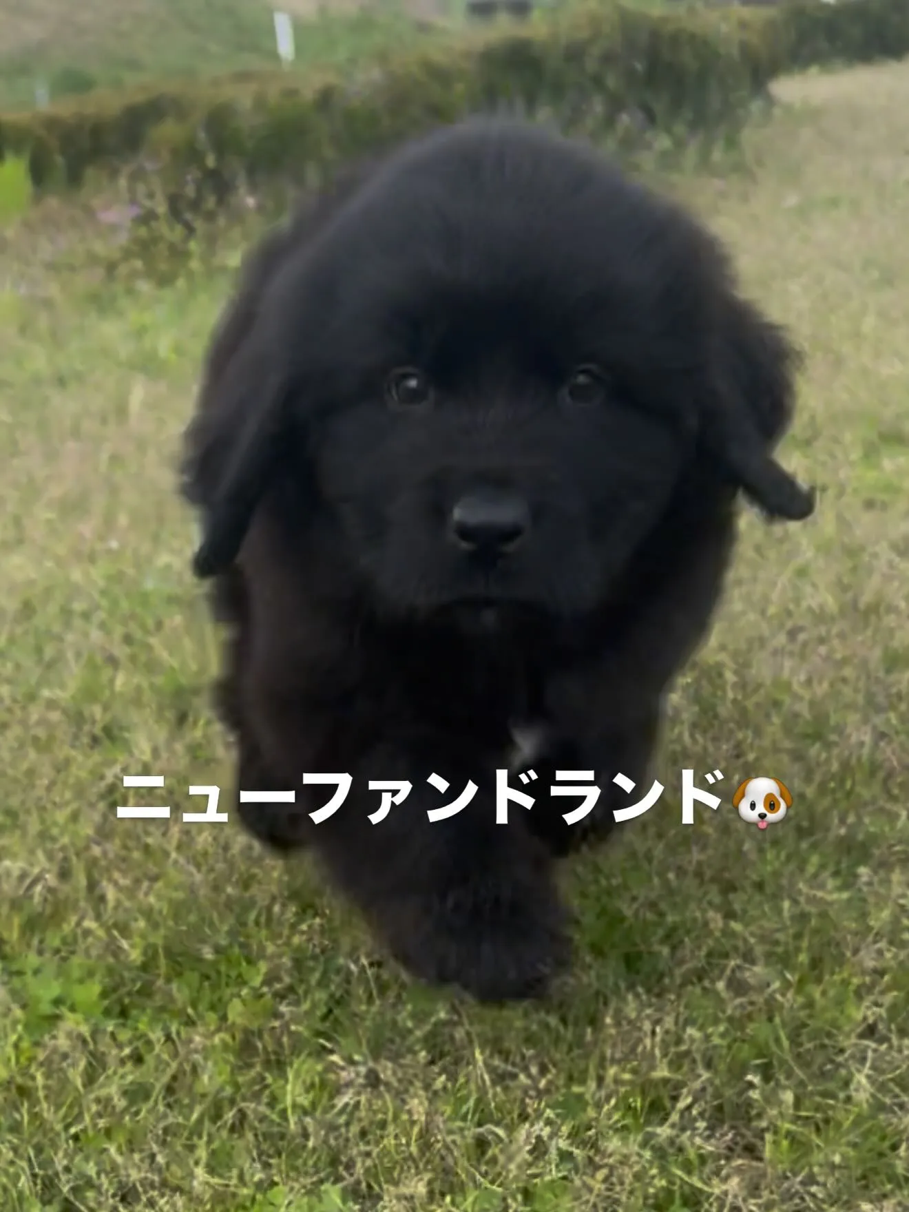 超希少！ニューファンドランド　男の子　42.8万円