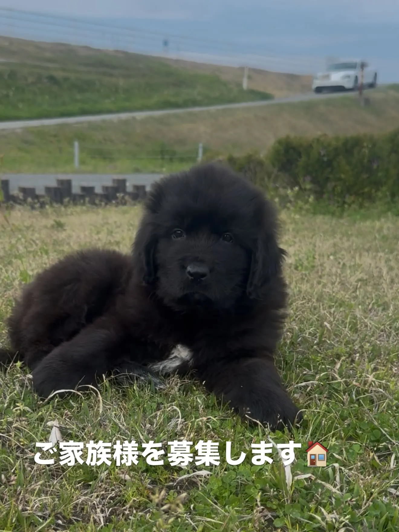 漆黒のプリンス、ニューファンドランド🐶