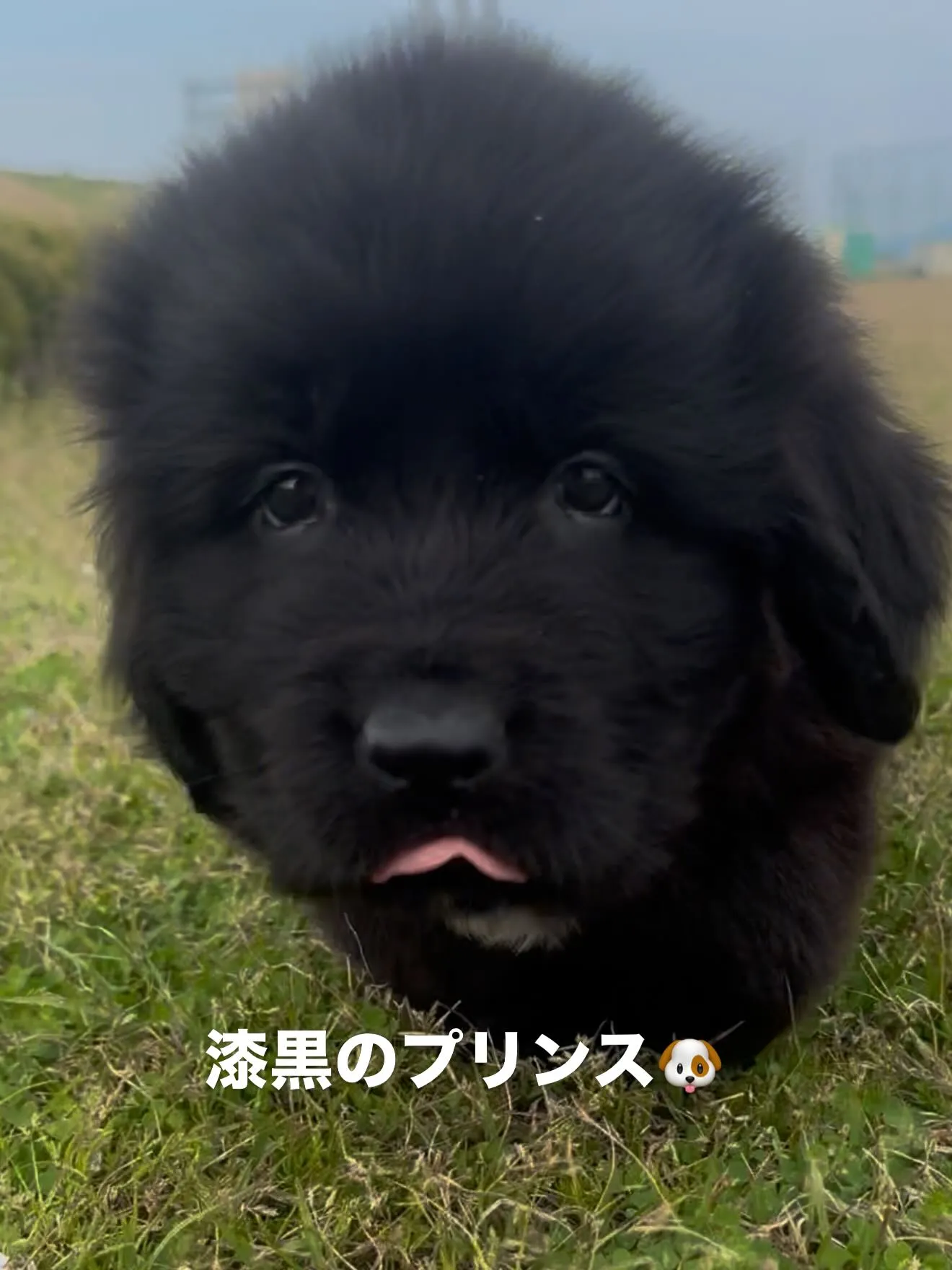 漆黒のプリンス、ニューファンドランド🐶