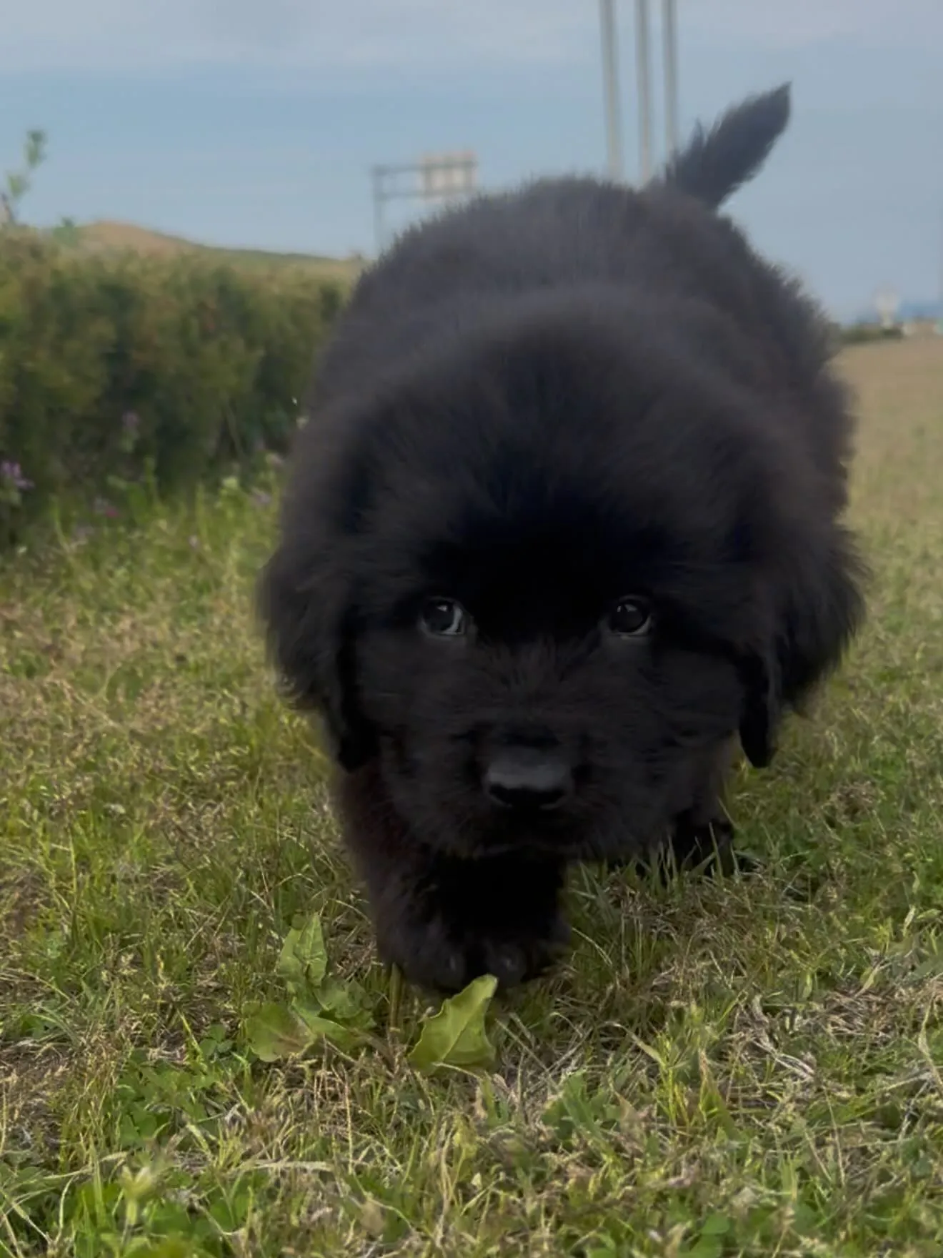 漆黒のプリンス、ニューファンドランド🐶