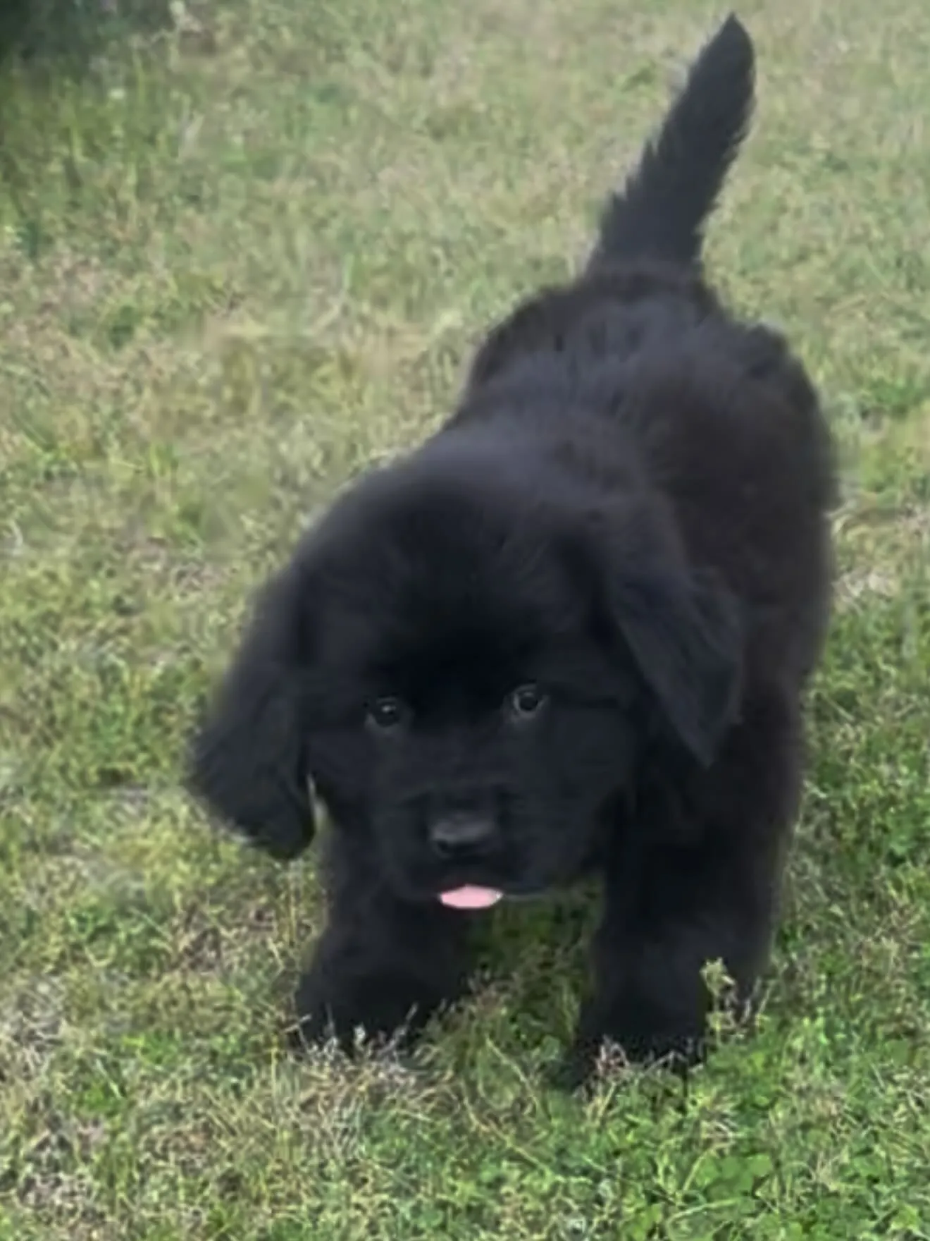 漆黒のプリンス、ニューファンドランド🐶