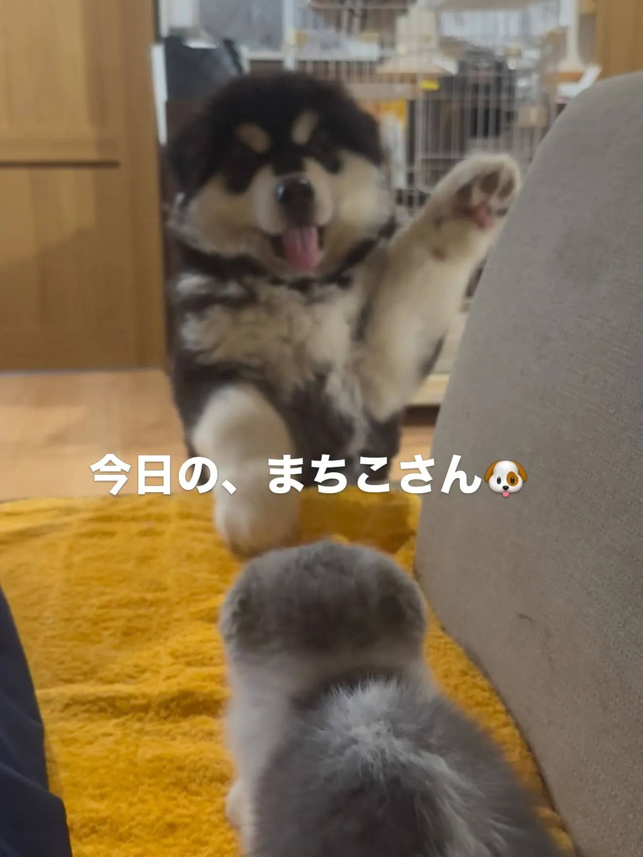 アラスカンマラミュートのまちこさん🐶