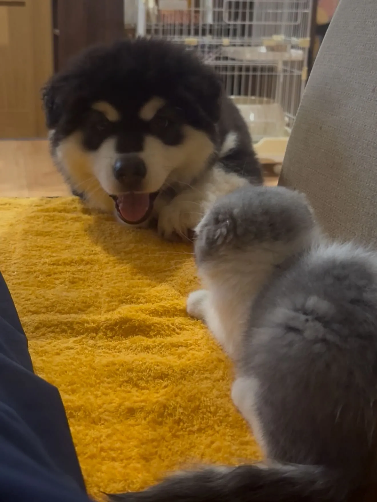 アラスカンマラミュートのまちこさん🐶