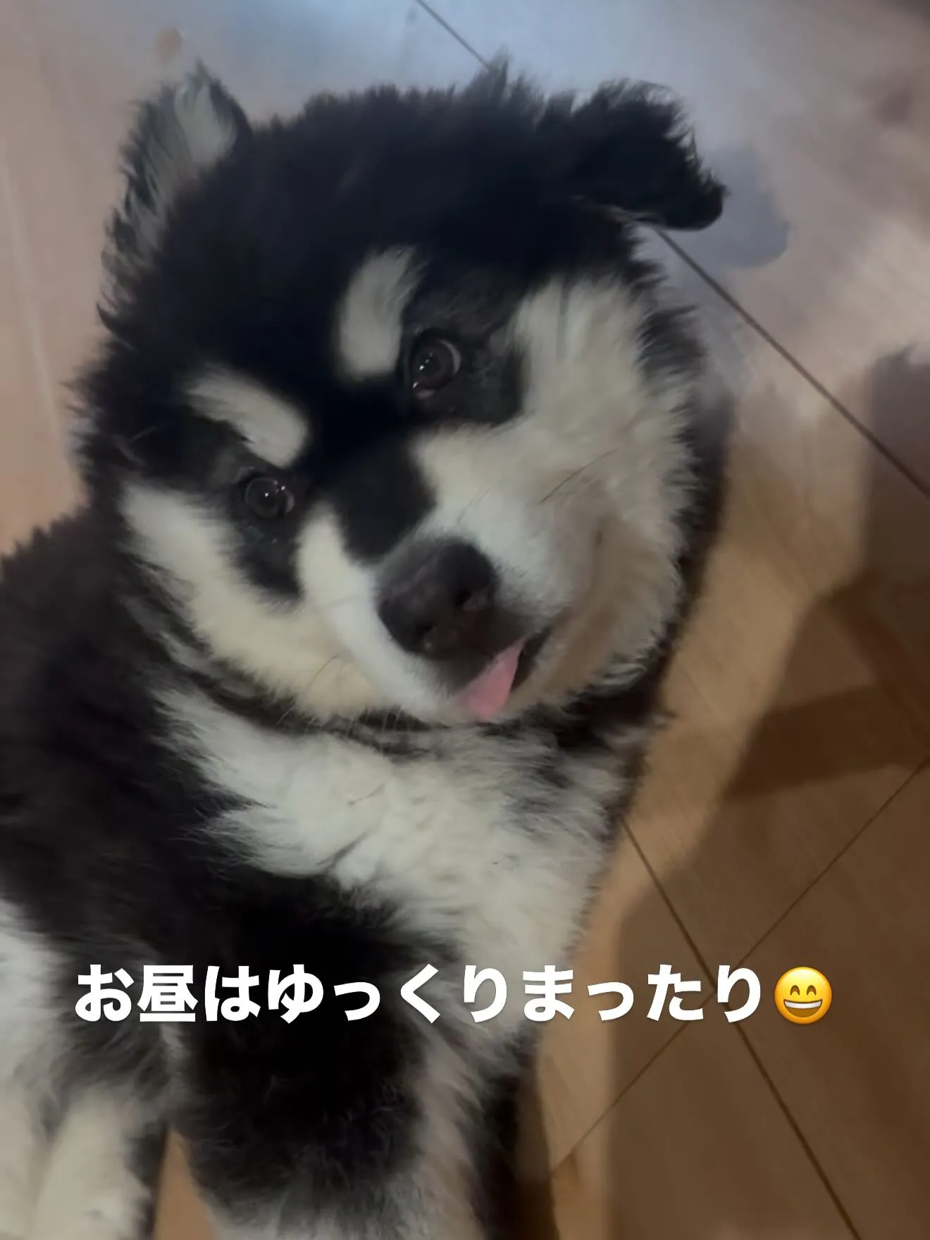 アラスカンマラミュートのまちこさん🐶