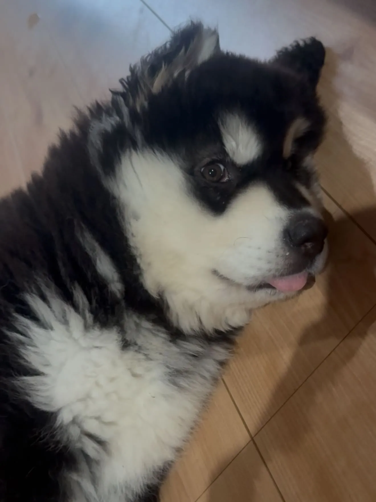 アラスカンマラミュートのまちこさん🐶
