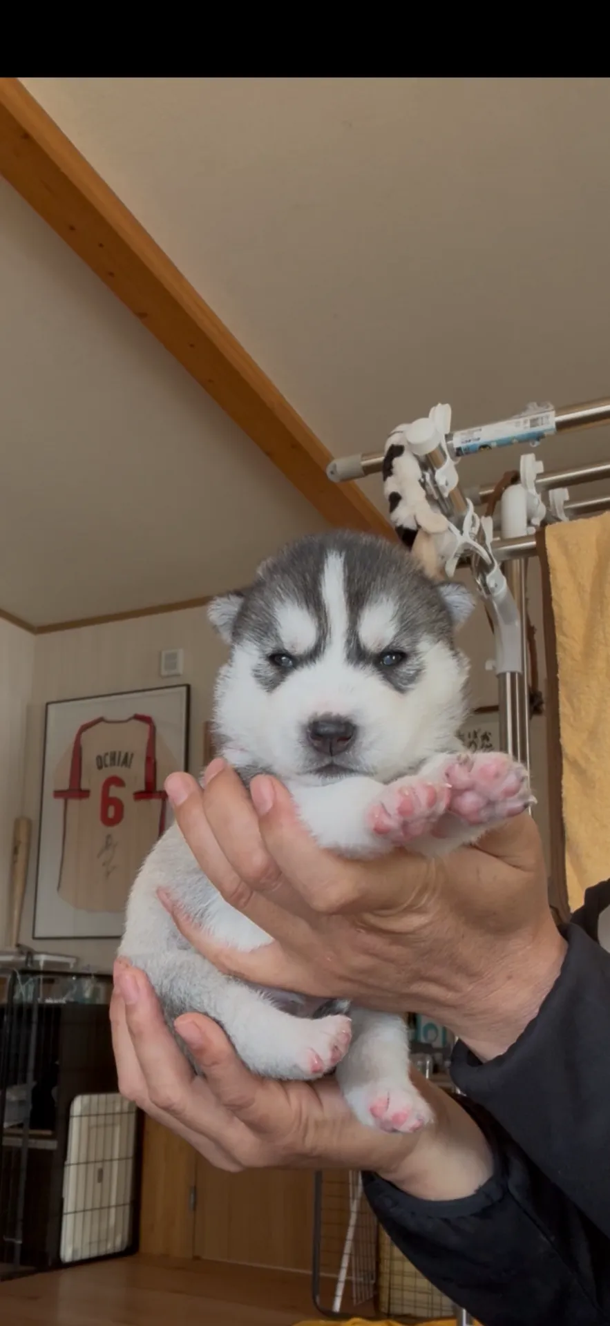 シベリアンハスキー　24.8万円