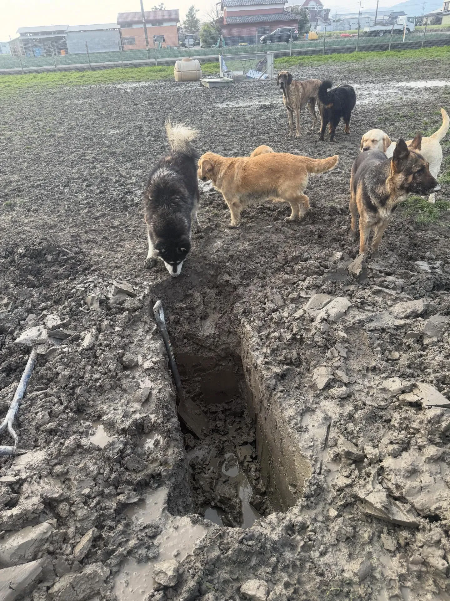 おはようございます🐶