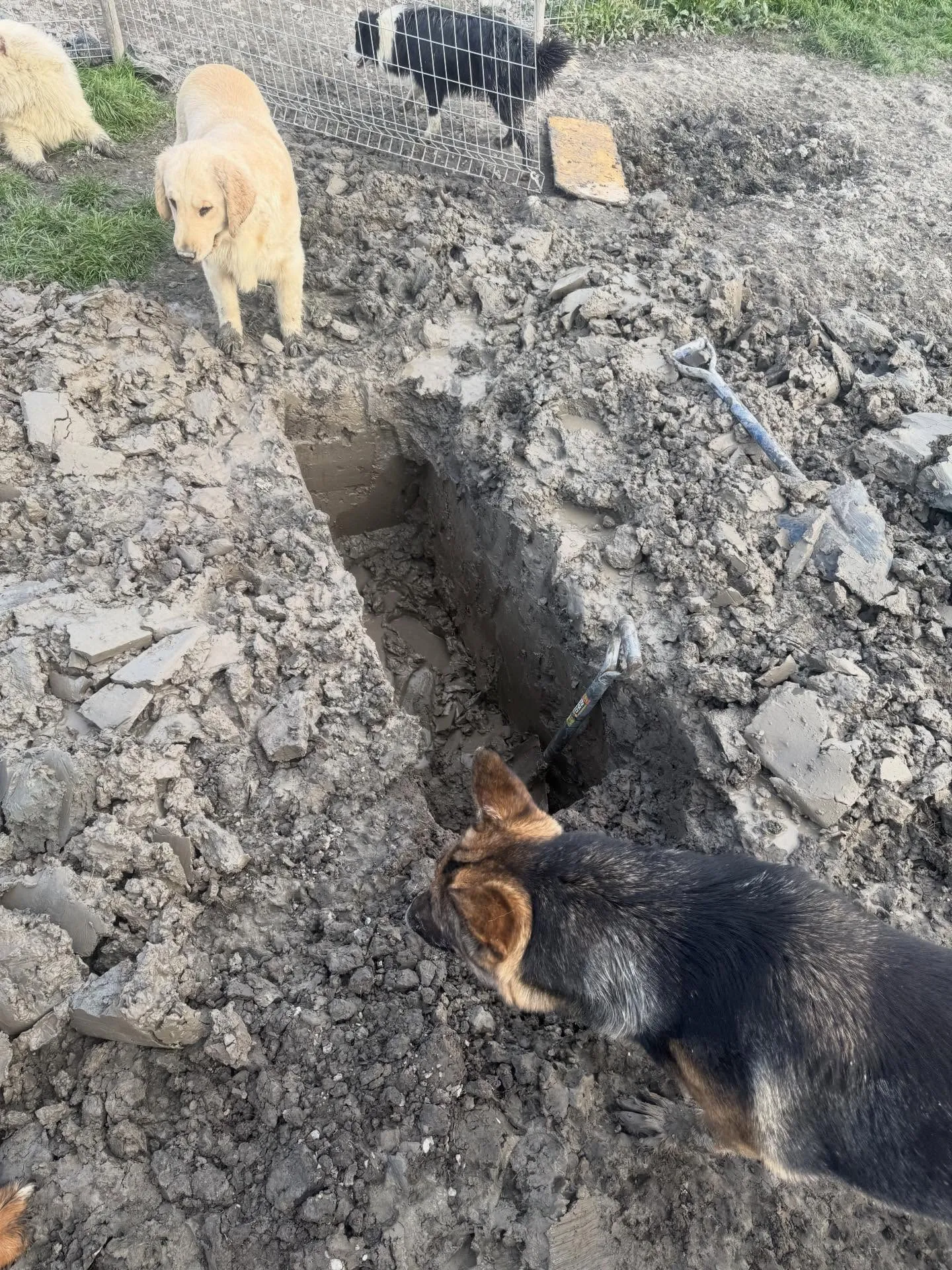 おはようございます🐶