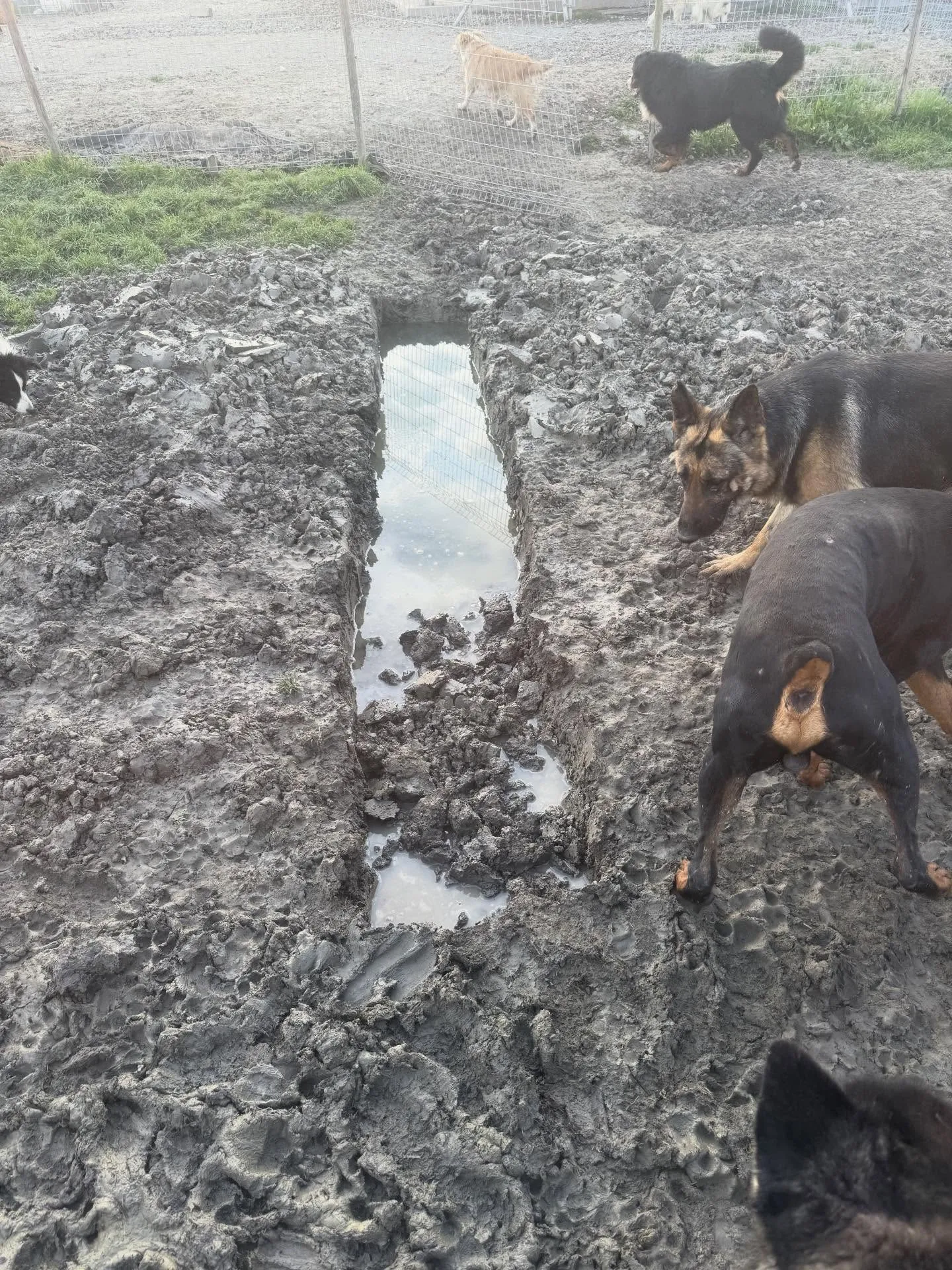 おはようございます🐶