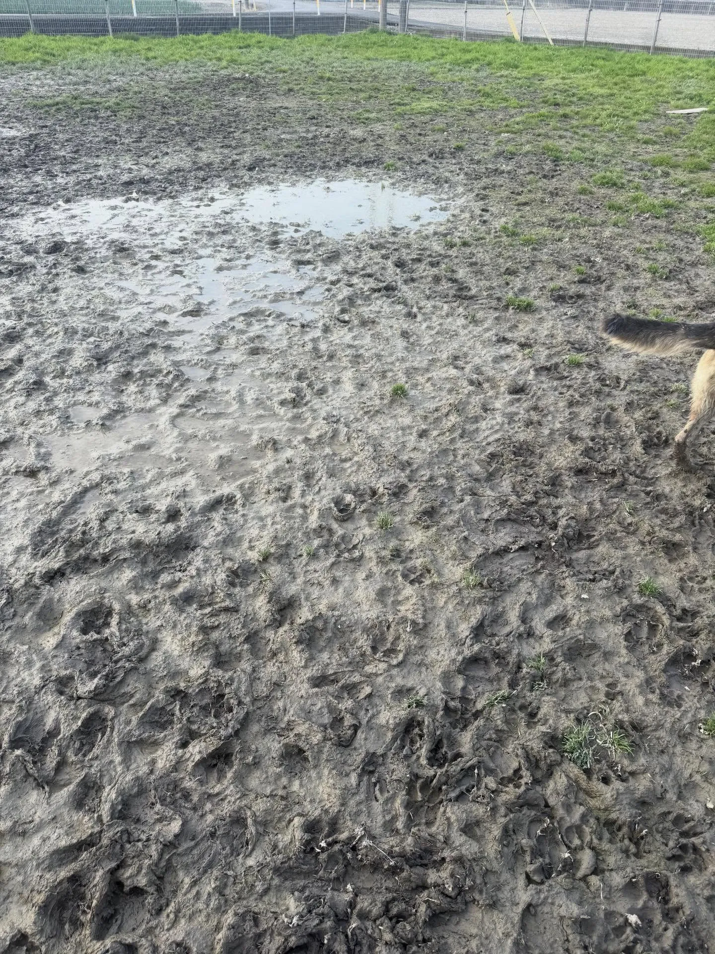 おはようございます🐶