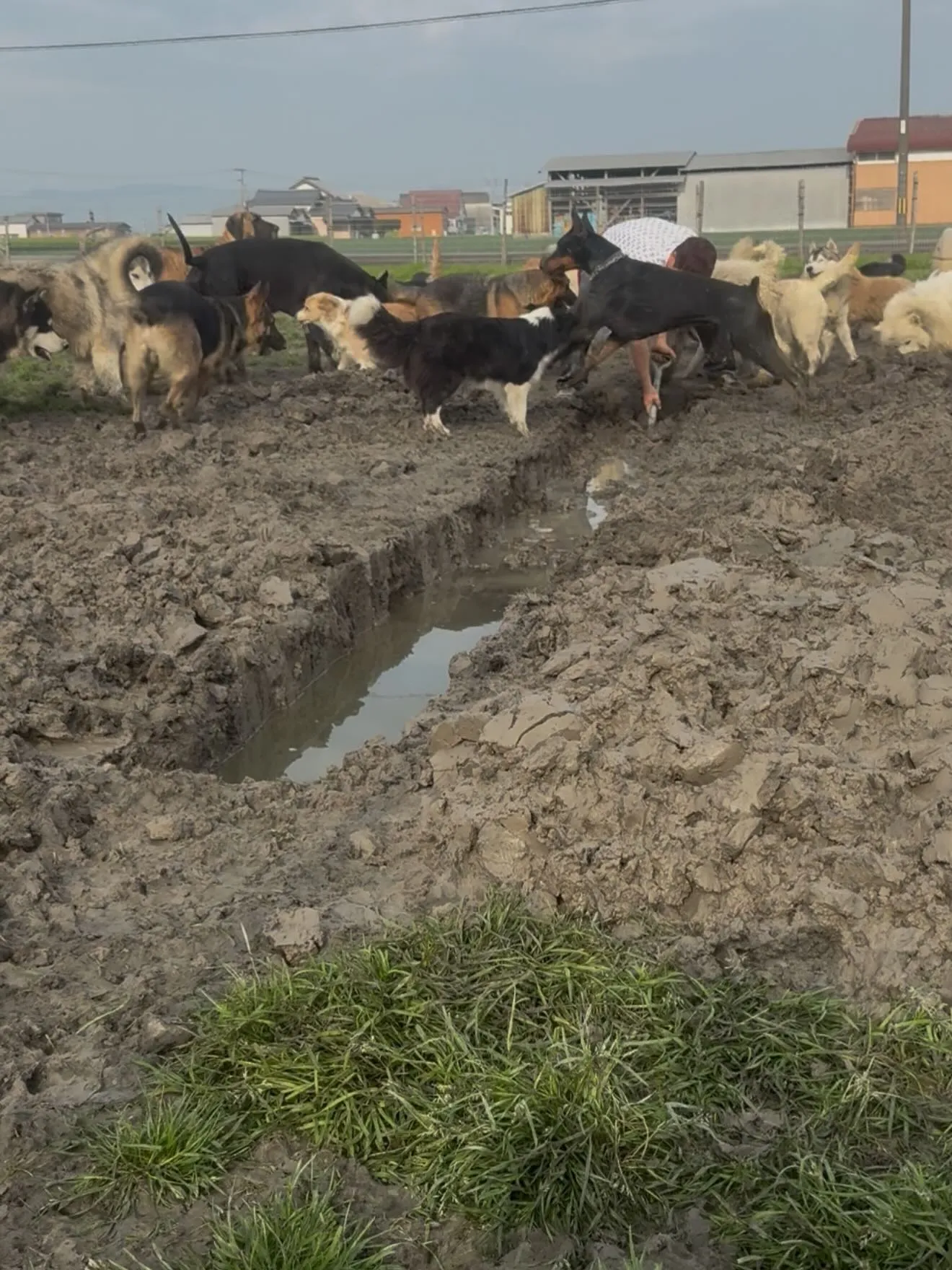 おはようございます🐶