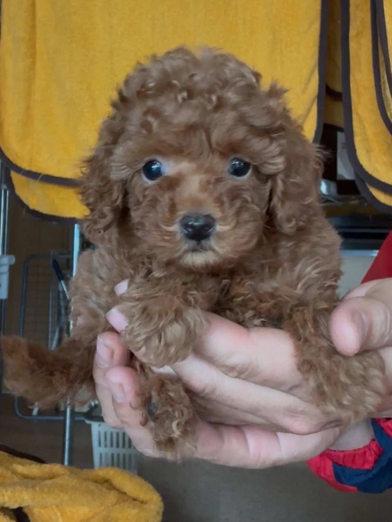 🏠ご家族様を募集致します。