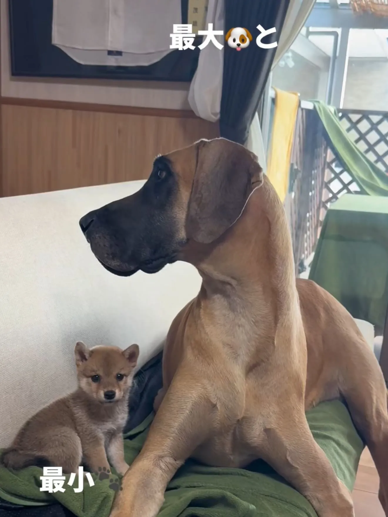 超大型犬！　ニューファンドランド🦁と