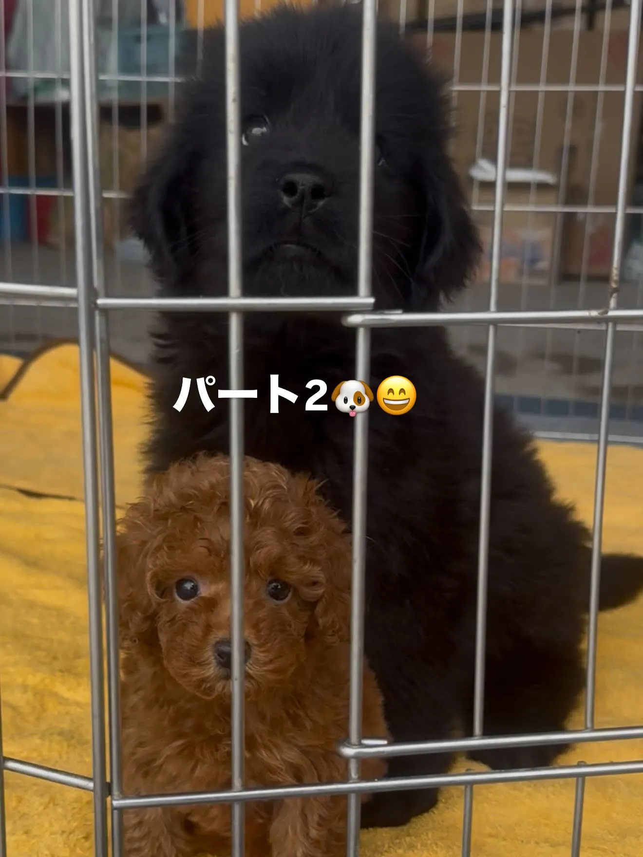 超大型犬！　ニューファンドランド🦁と