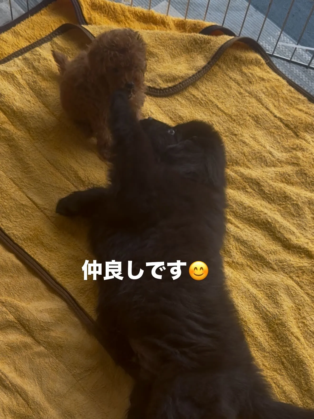 超大型犬！　ニューファンドランド🦁と