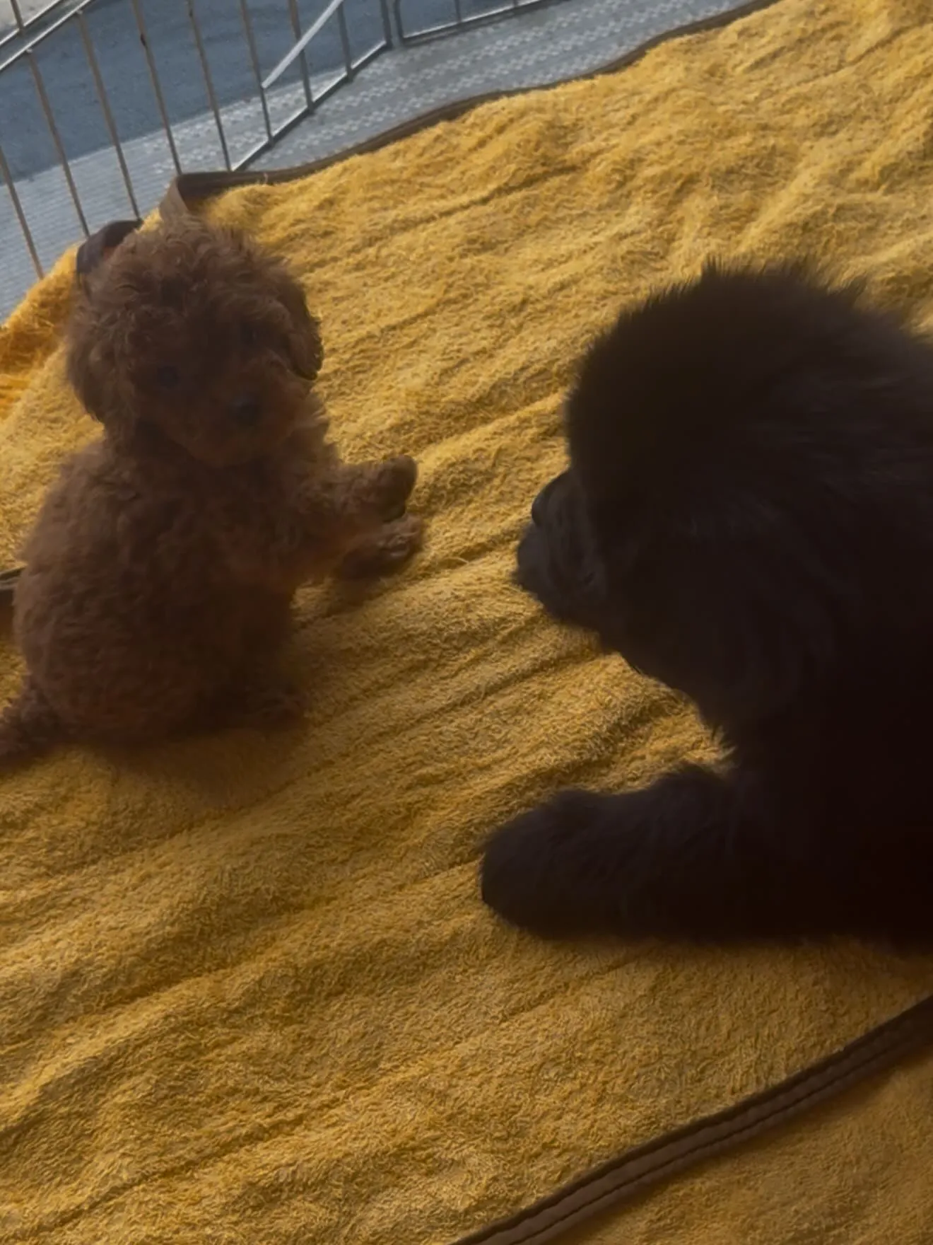 超大型犬！　ニューファンドランド🦁と