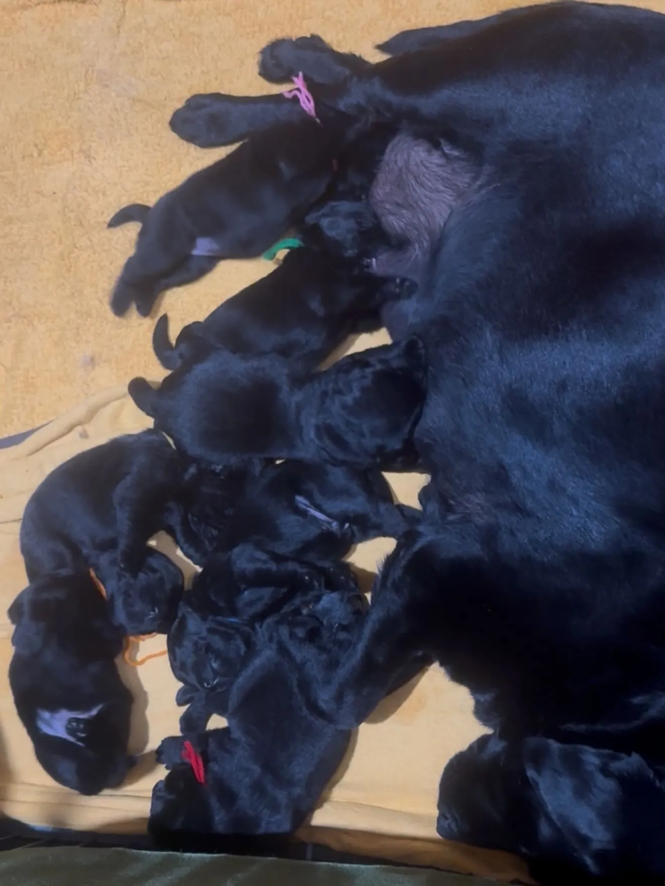 おはようございます🐶😊