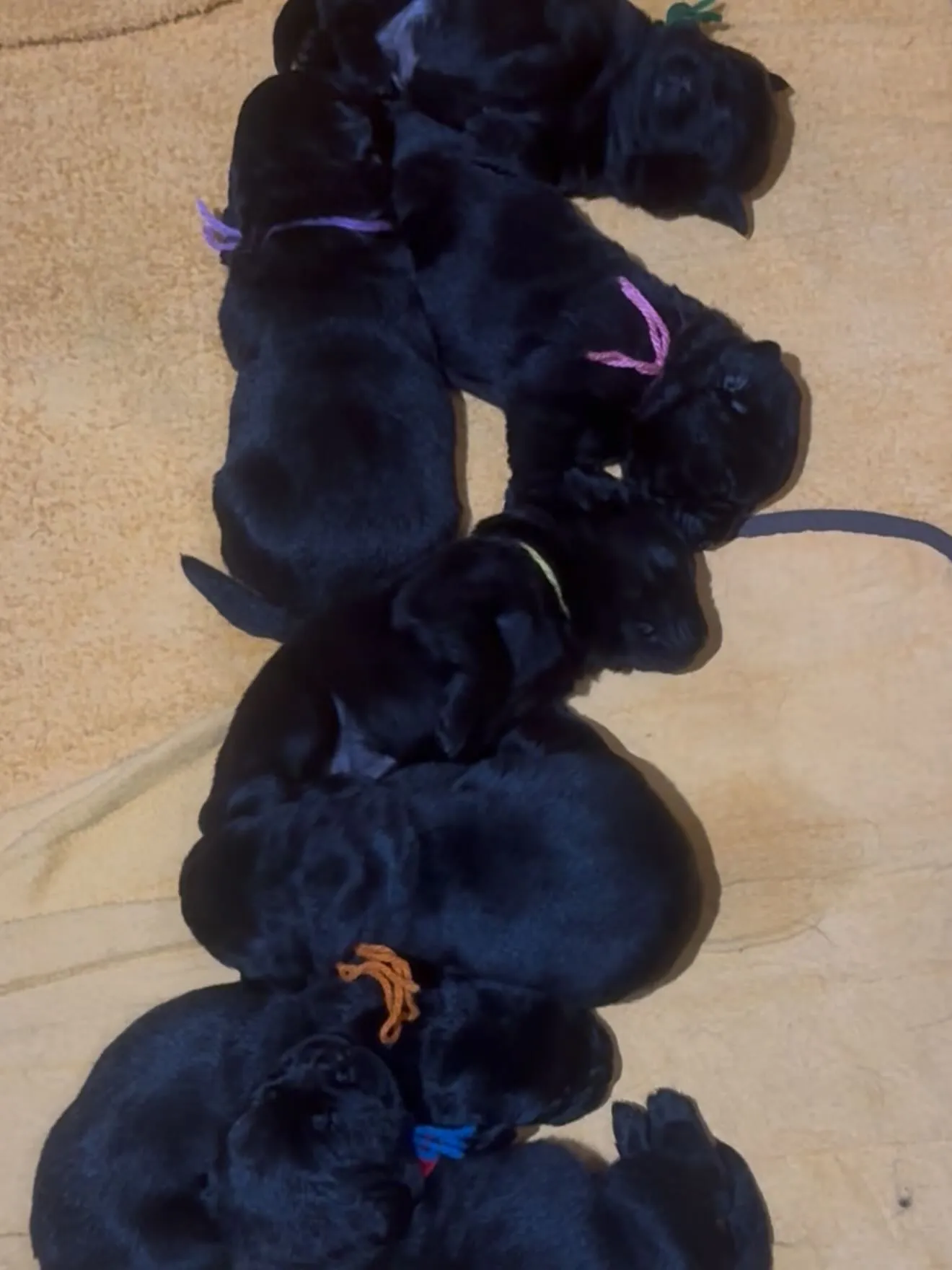 おはようございます🐶😊