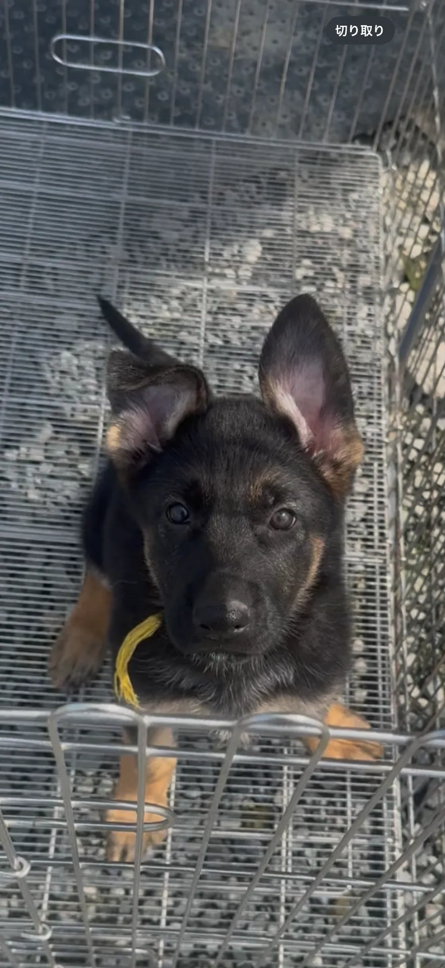 日本警察犬協会血統書　ジャーマンシェパード　女の子　29.8万円