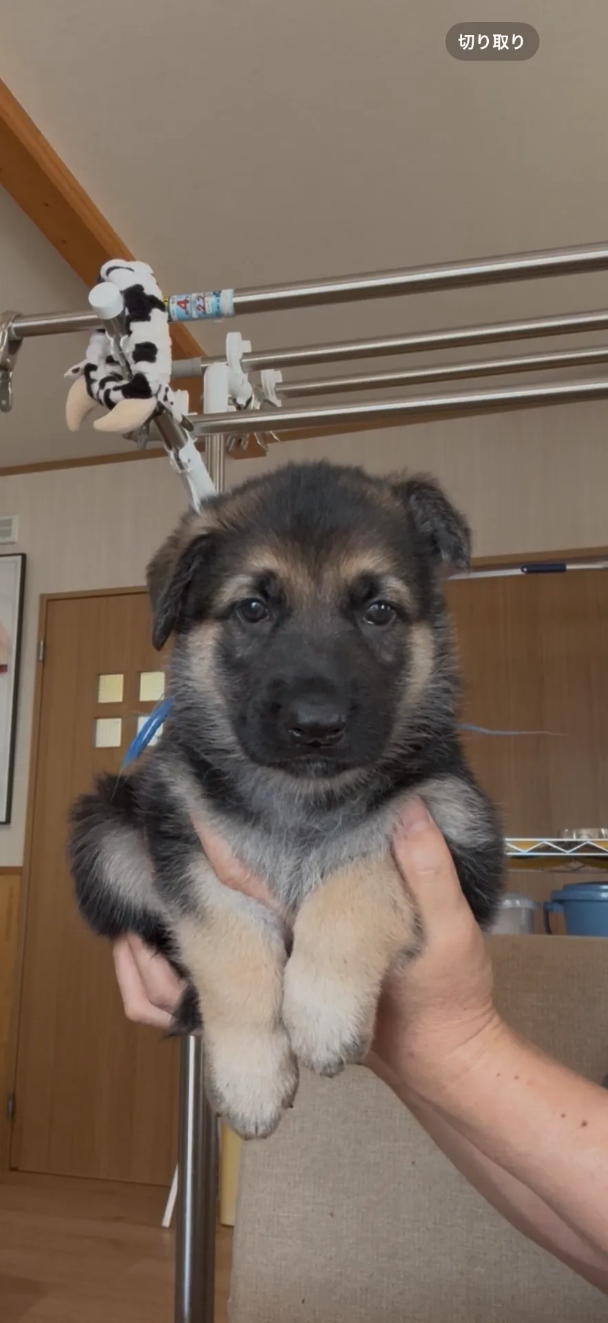 超希少！ジャーマンホワイトシェパード　19.8万円